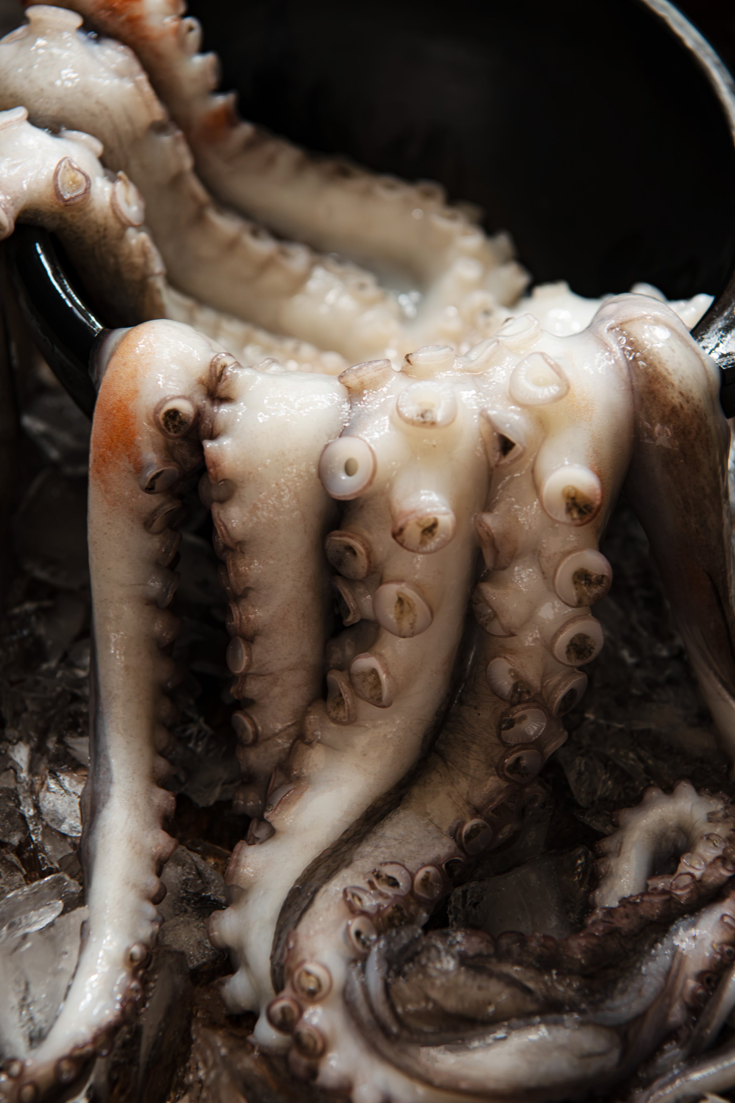 Octopus - DSC_1608.jpg