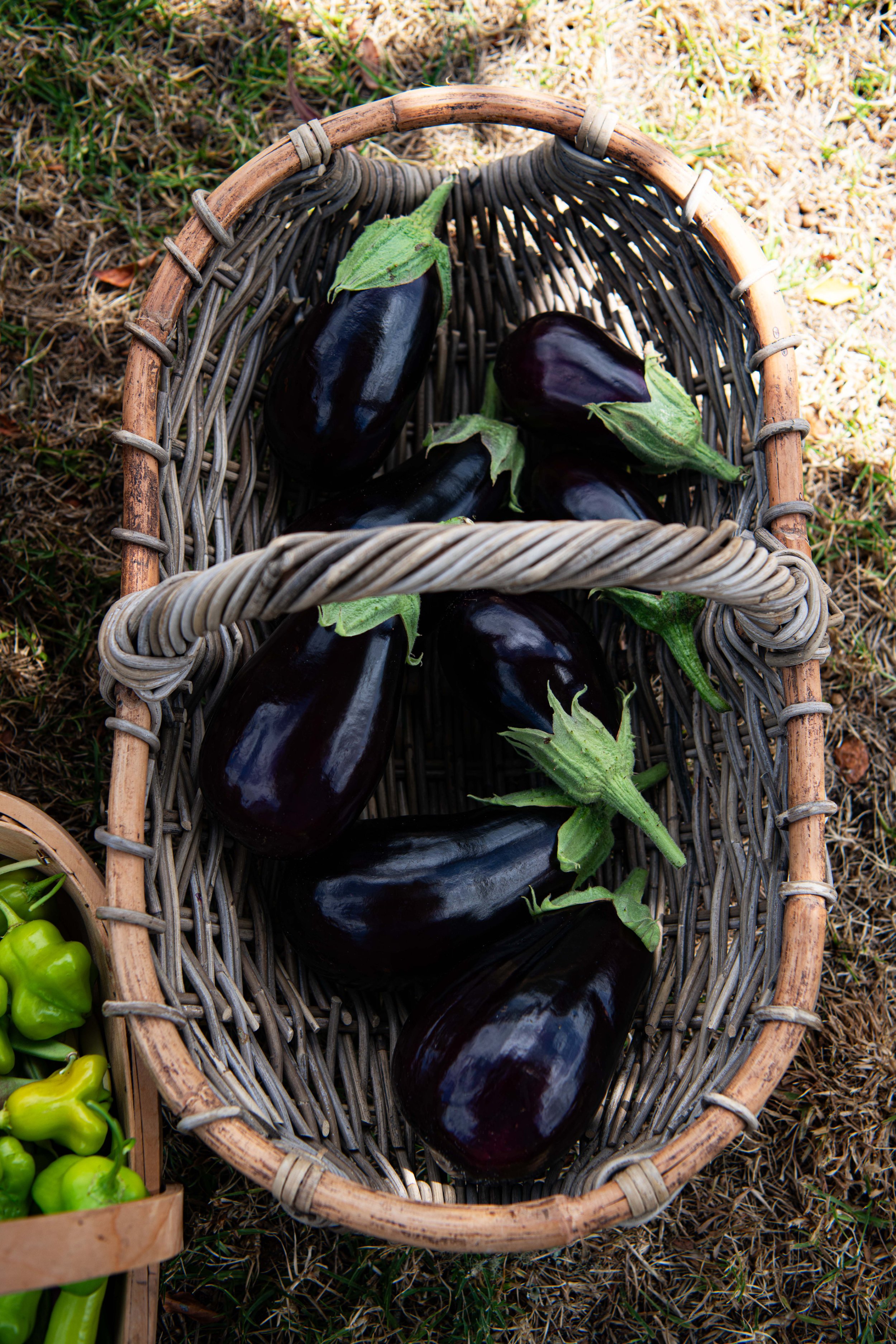 Eggplants - DSC_4733.jpg