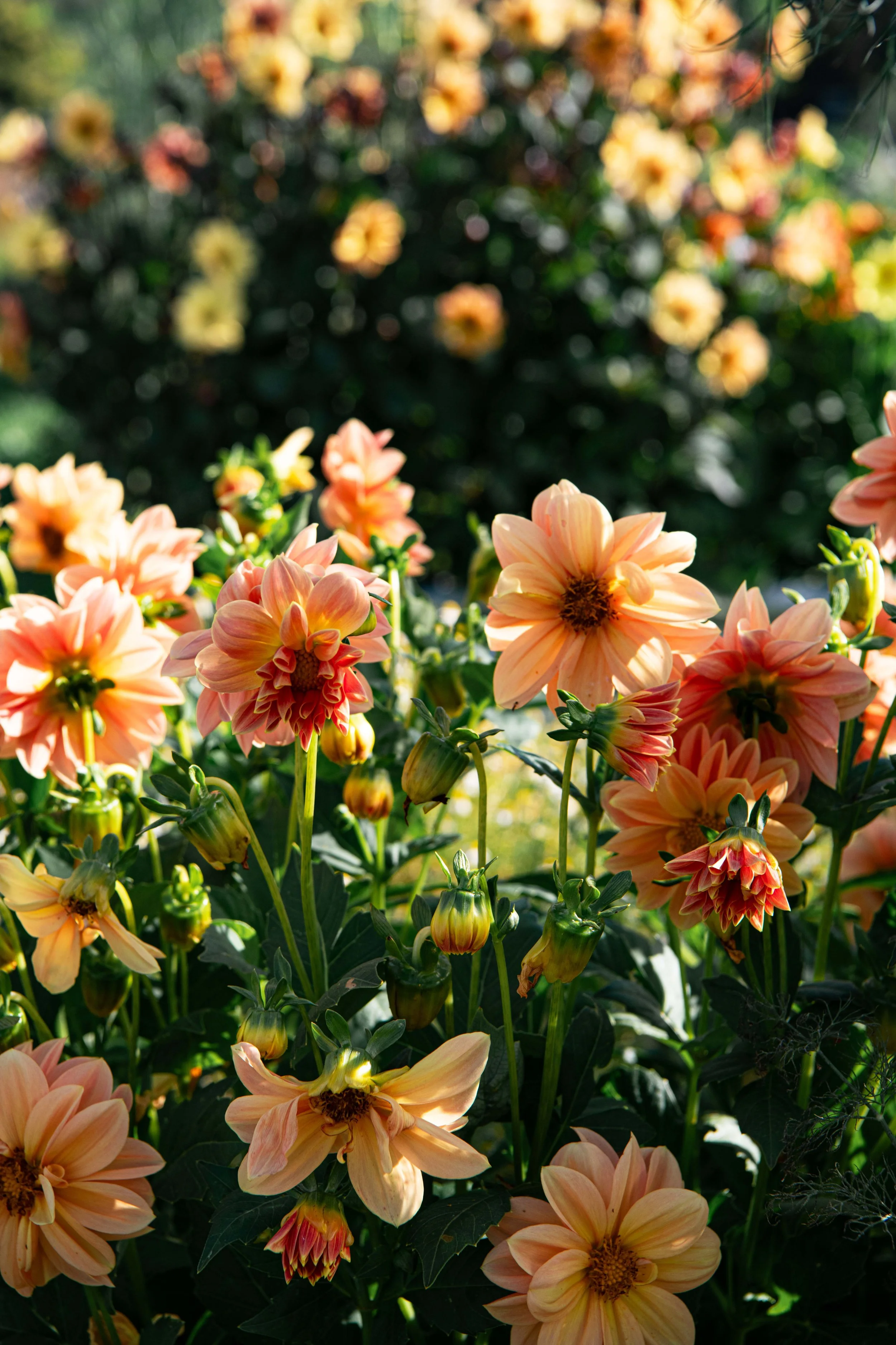 Dahlias - DSC_3252.jpg
