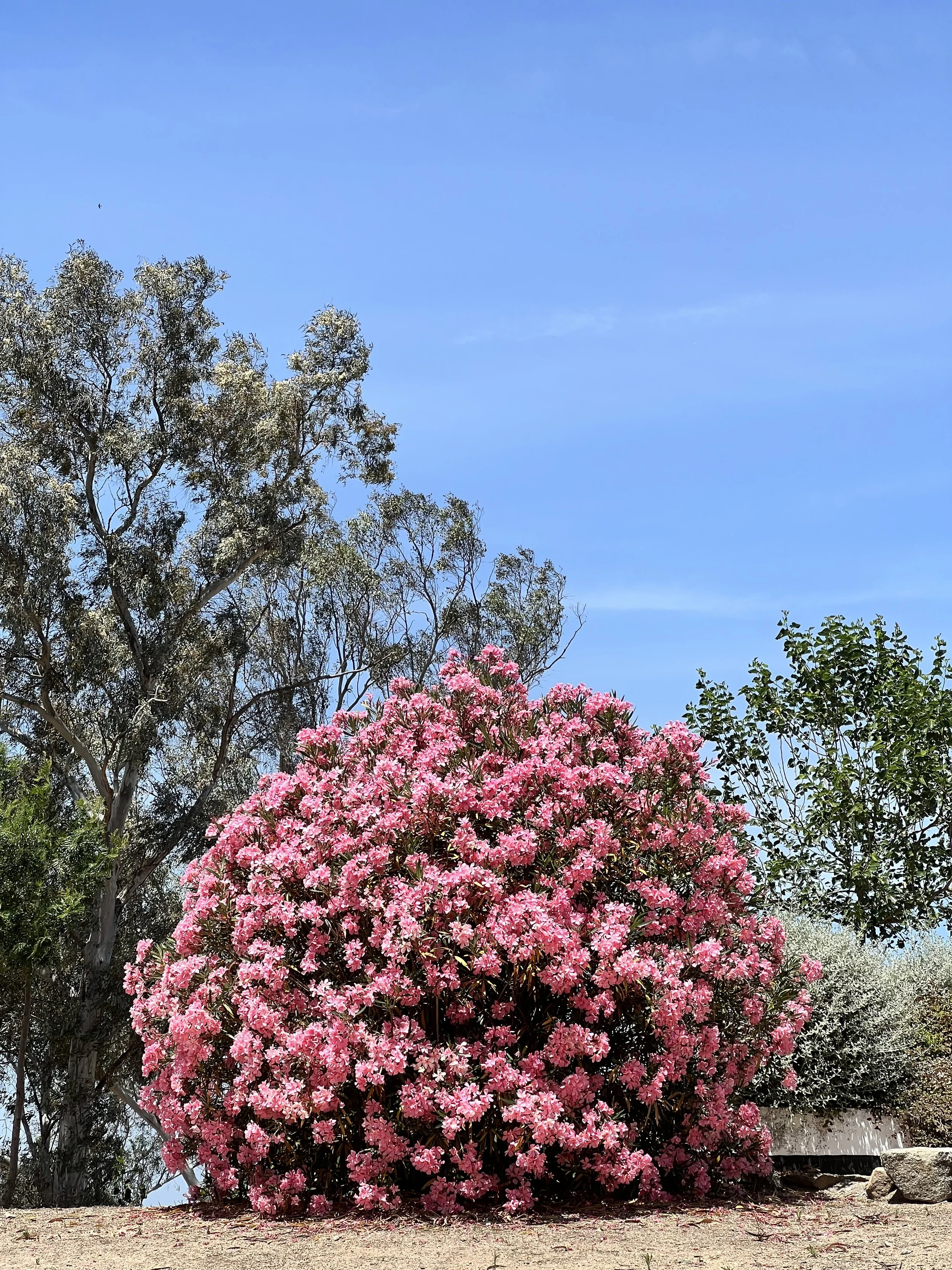 10. IMG_4122.jpeg