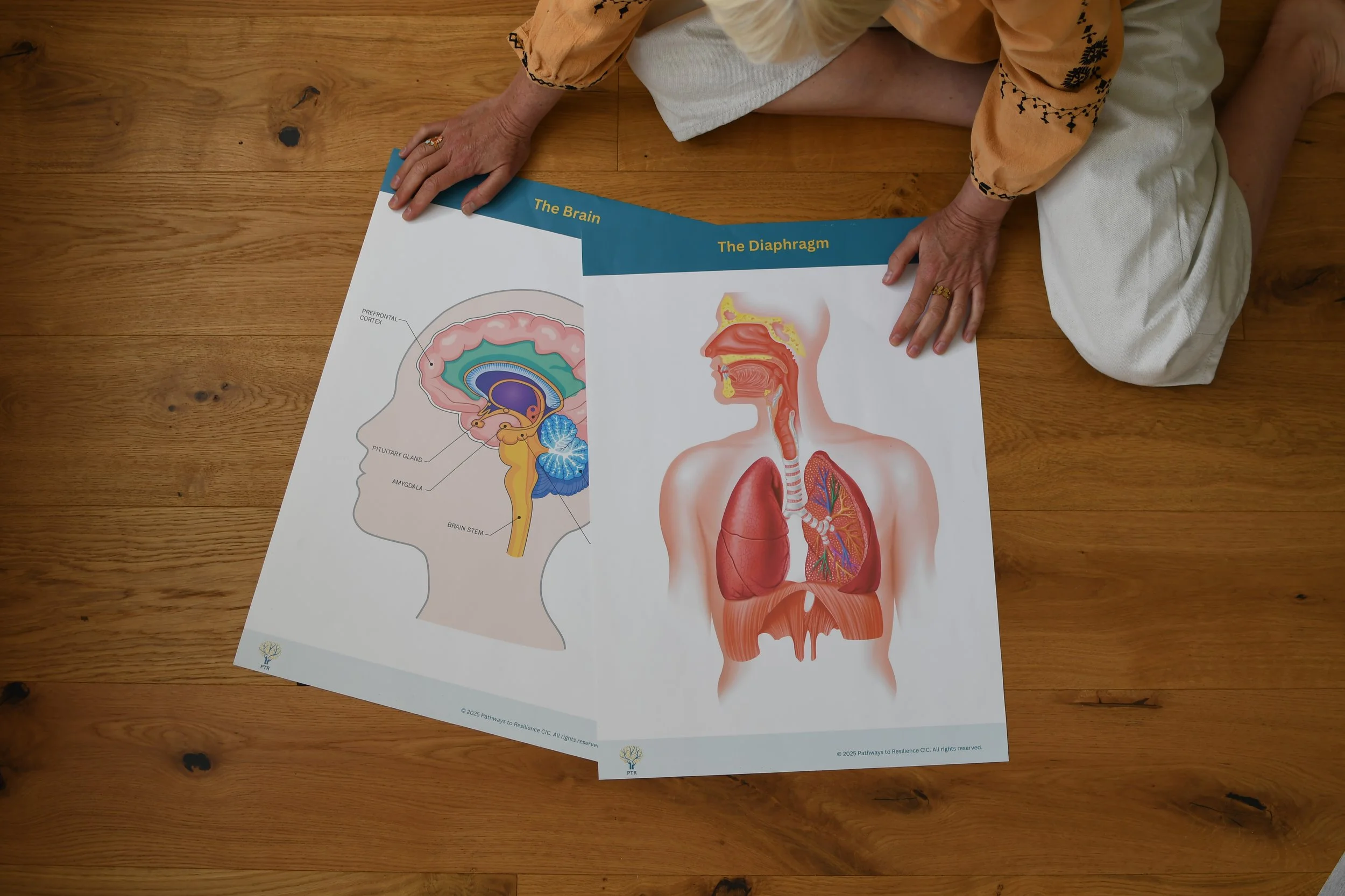 An anatomical illustration of the human head, showing the brain and related structures, along with a side profile of the human respiratory system, including the nose, mouth, throat, lungs, and diaphragm.