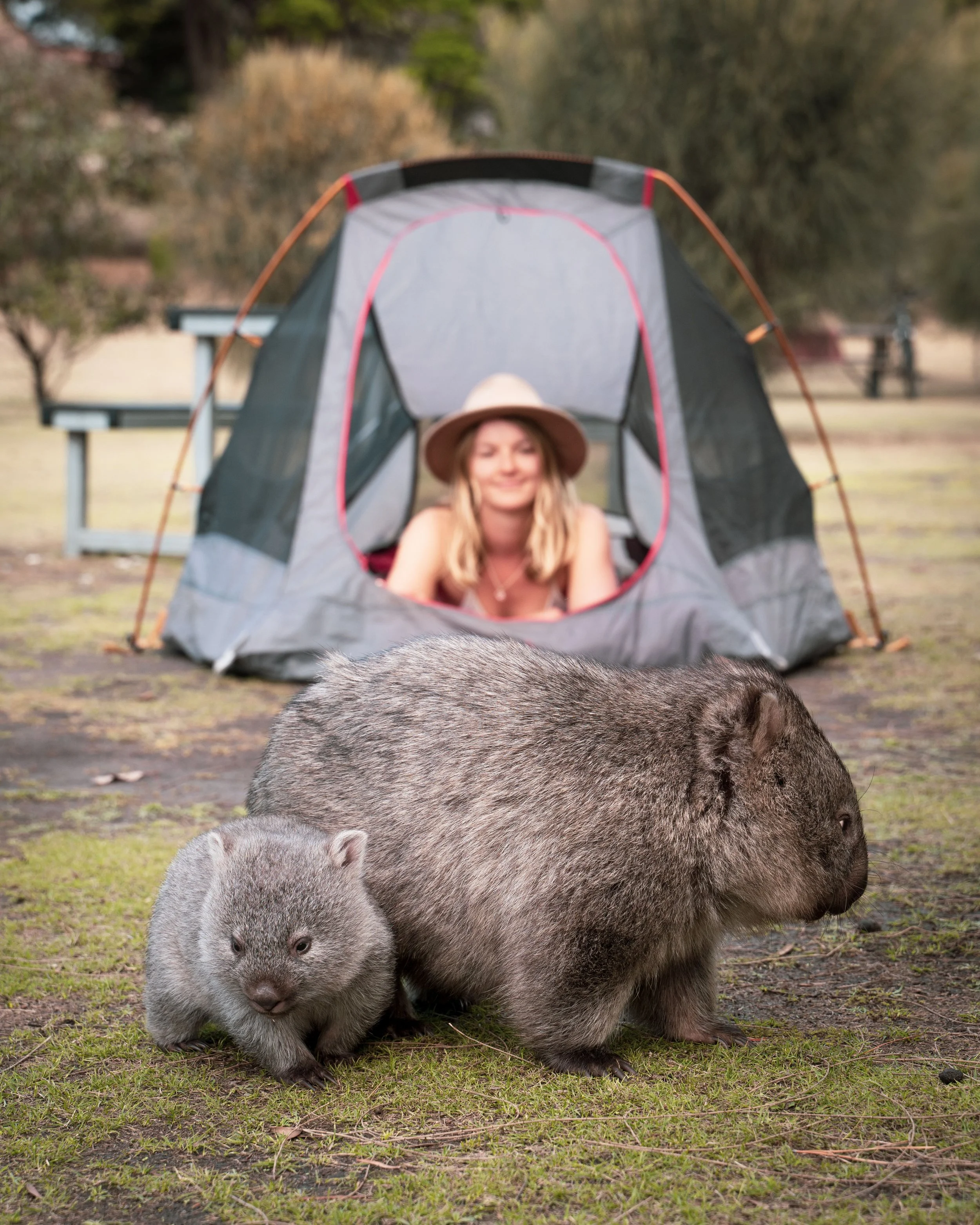 Two capybaras in foreground with a woman sitting in a tent in the background, outdoors in a grassy area with trees.