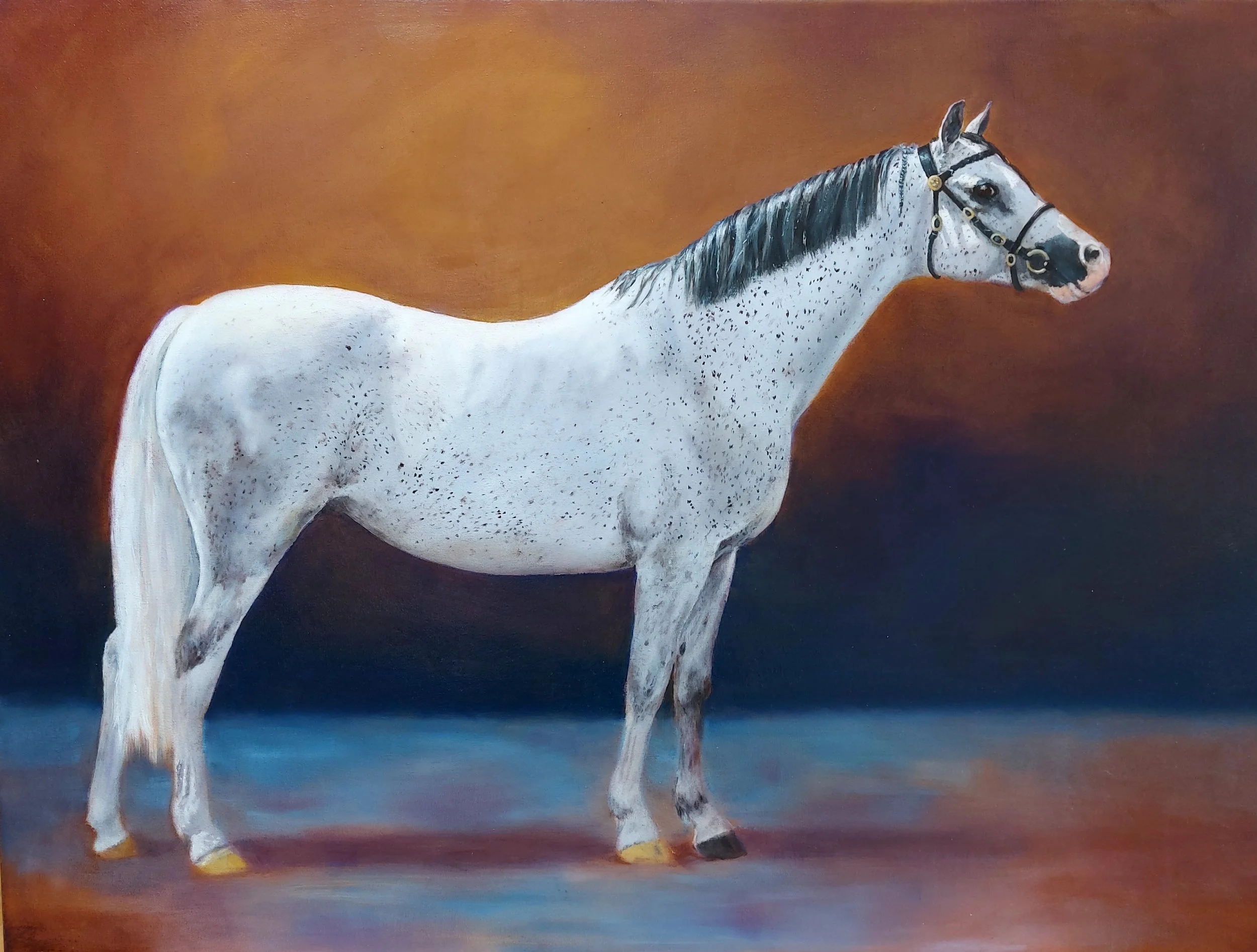 "Welsh in the spotlight" 
80 x 60 cm olieverf  - te koop 
Welsh Pony and Cob Show 2024