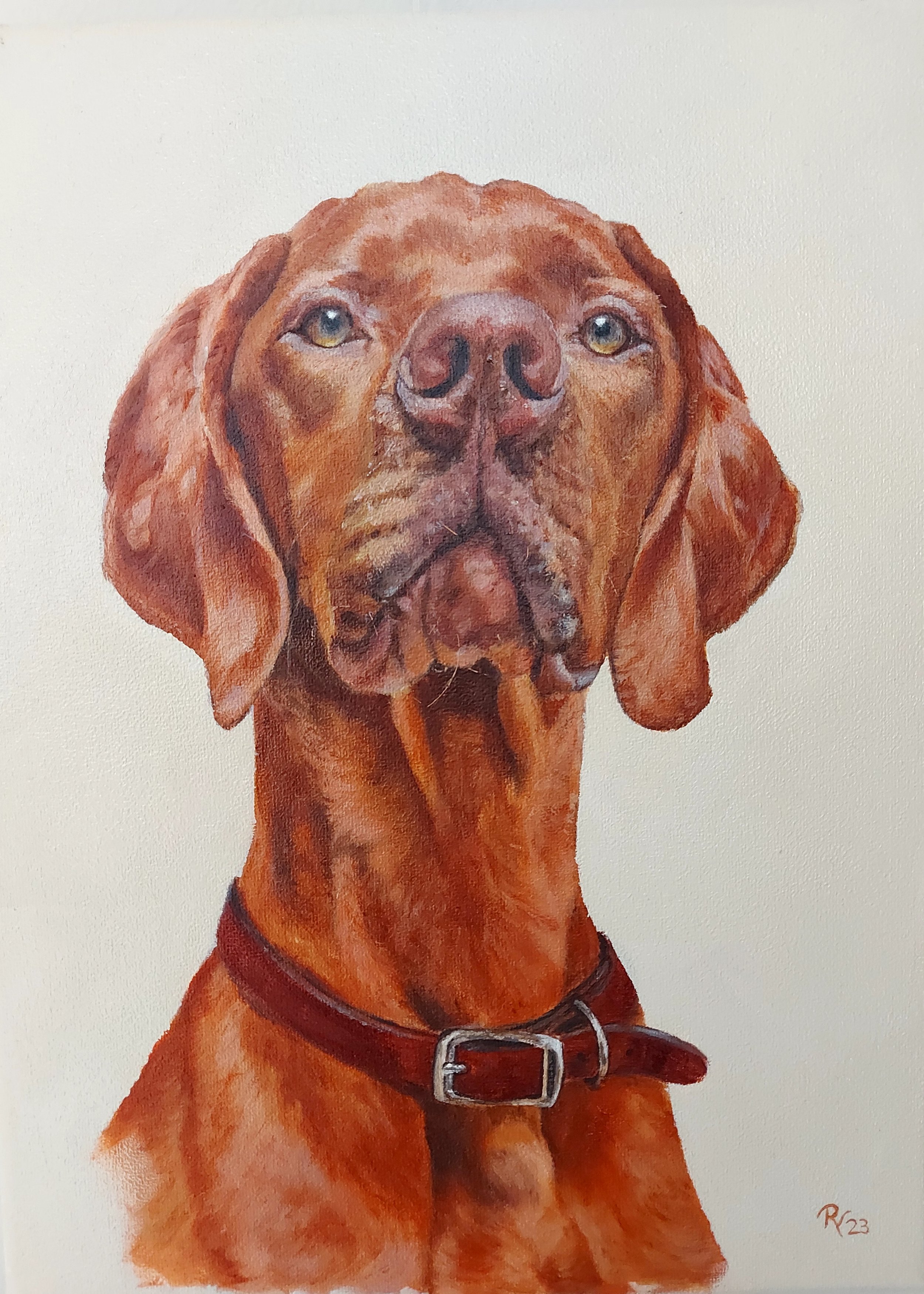 "Simba the Vizsla"  
30 x 40 cm olieverf - prive