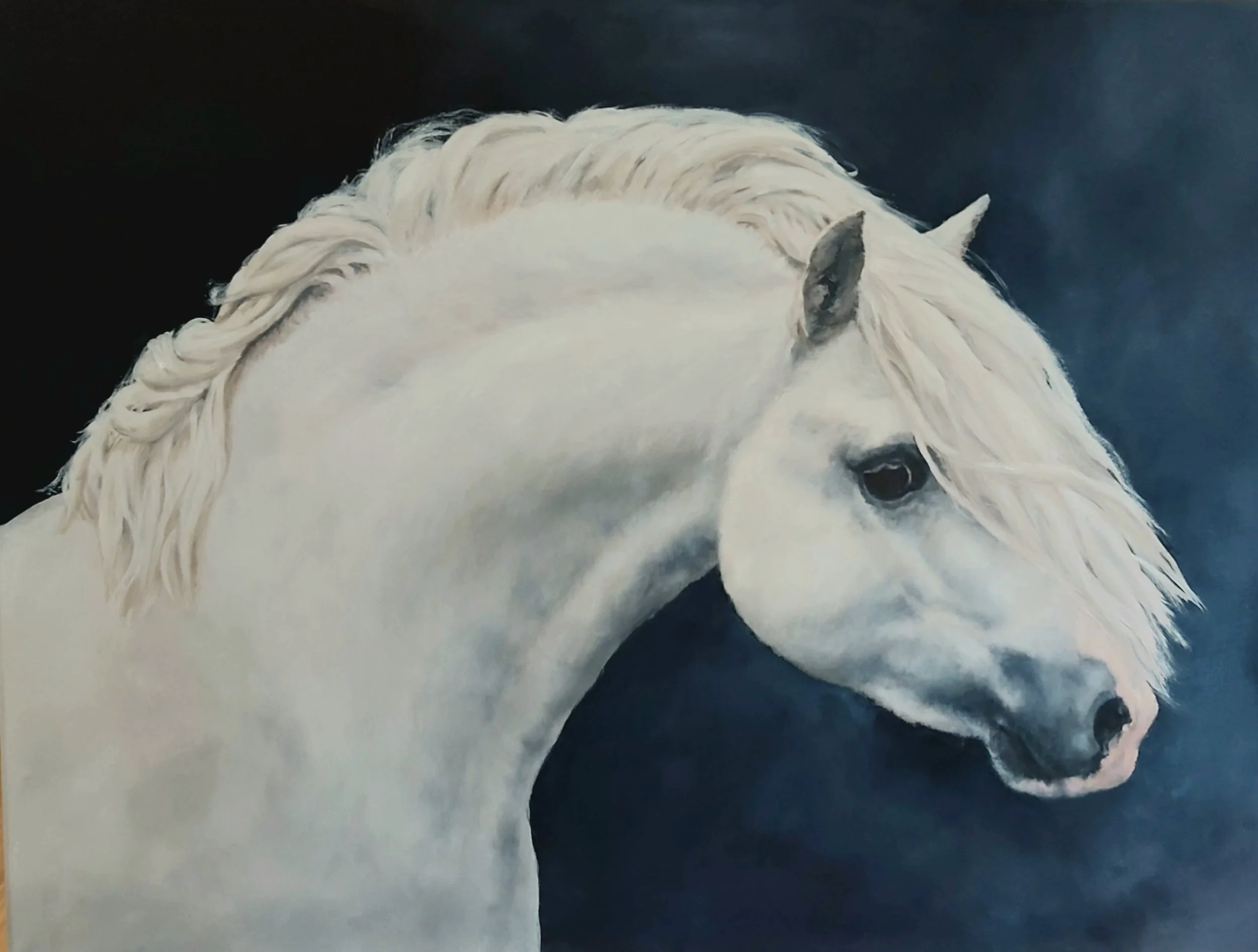 "Welsh stallion Cavello" 
80 x 60 cm - opdracht  in 2025
