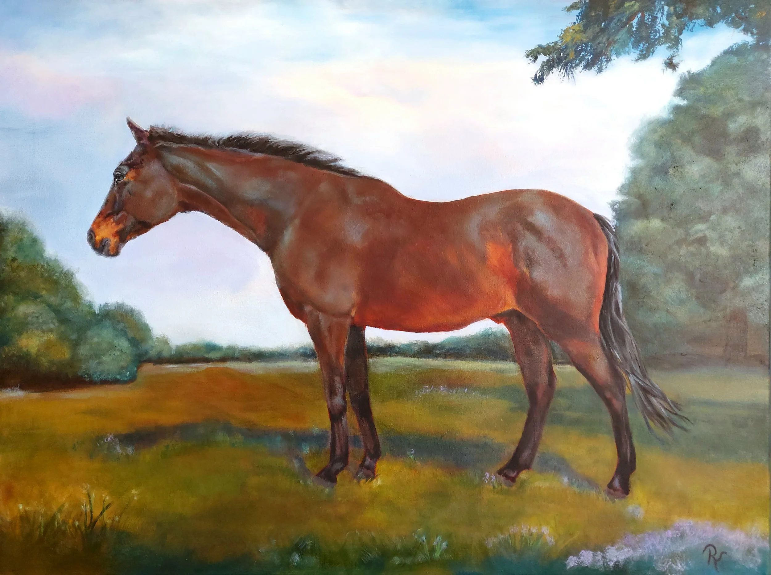 "Curios"
80 x 60 cm olieverf - te koop -
Braveheart, Paardenkamp Soest 2024