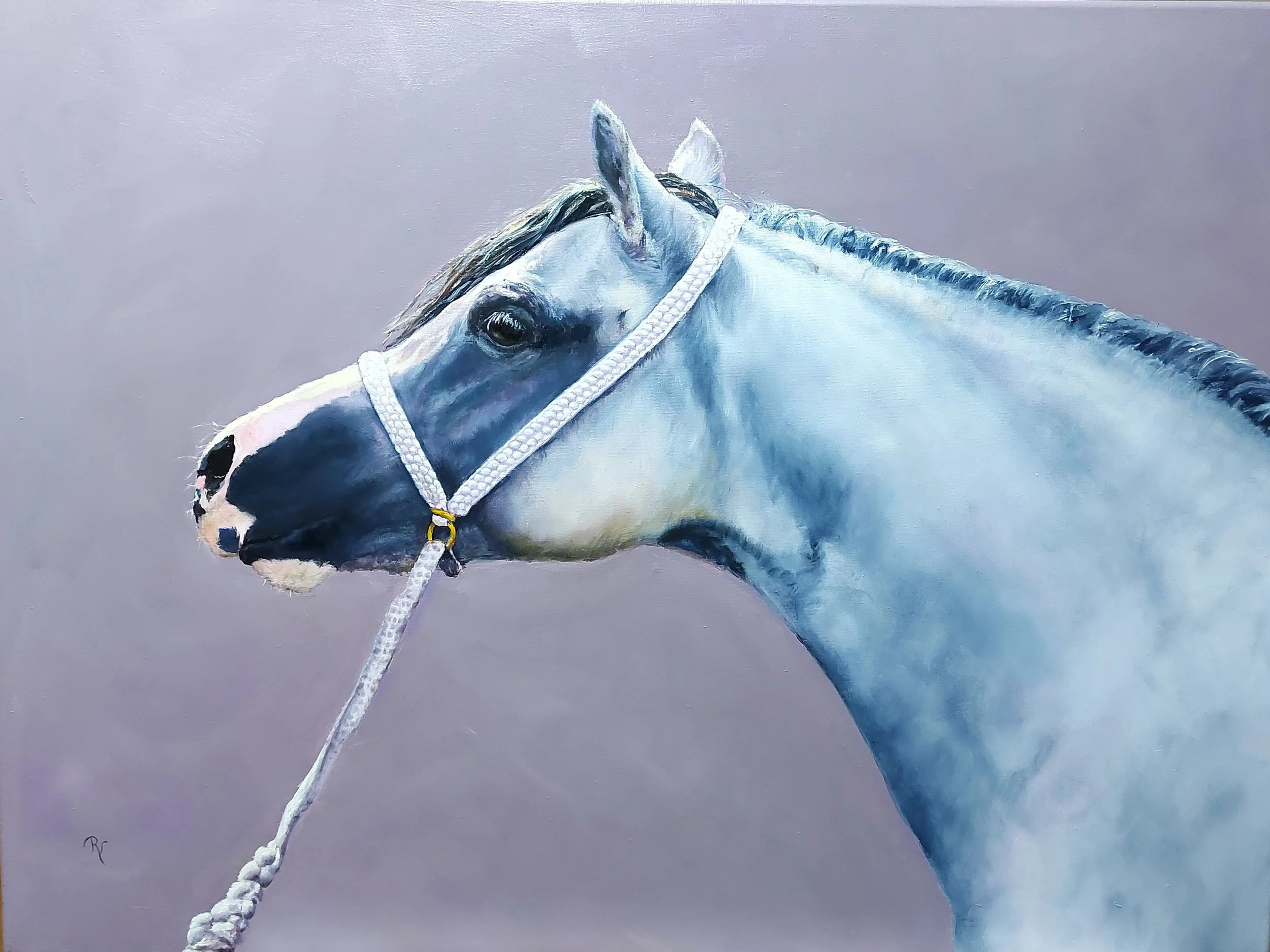 "Show me!" 
80 x 60 cm olieverf - te koop 
Welsh Pony and Cob Show 2024
