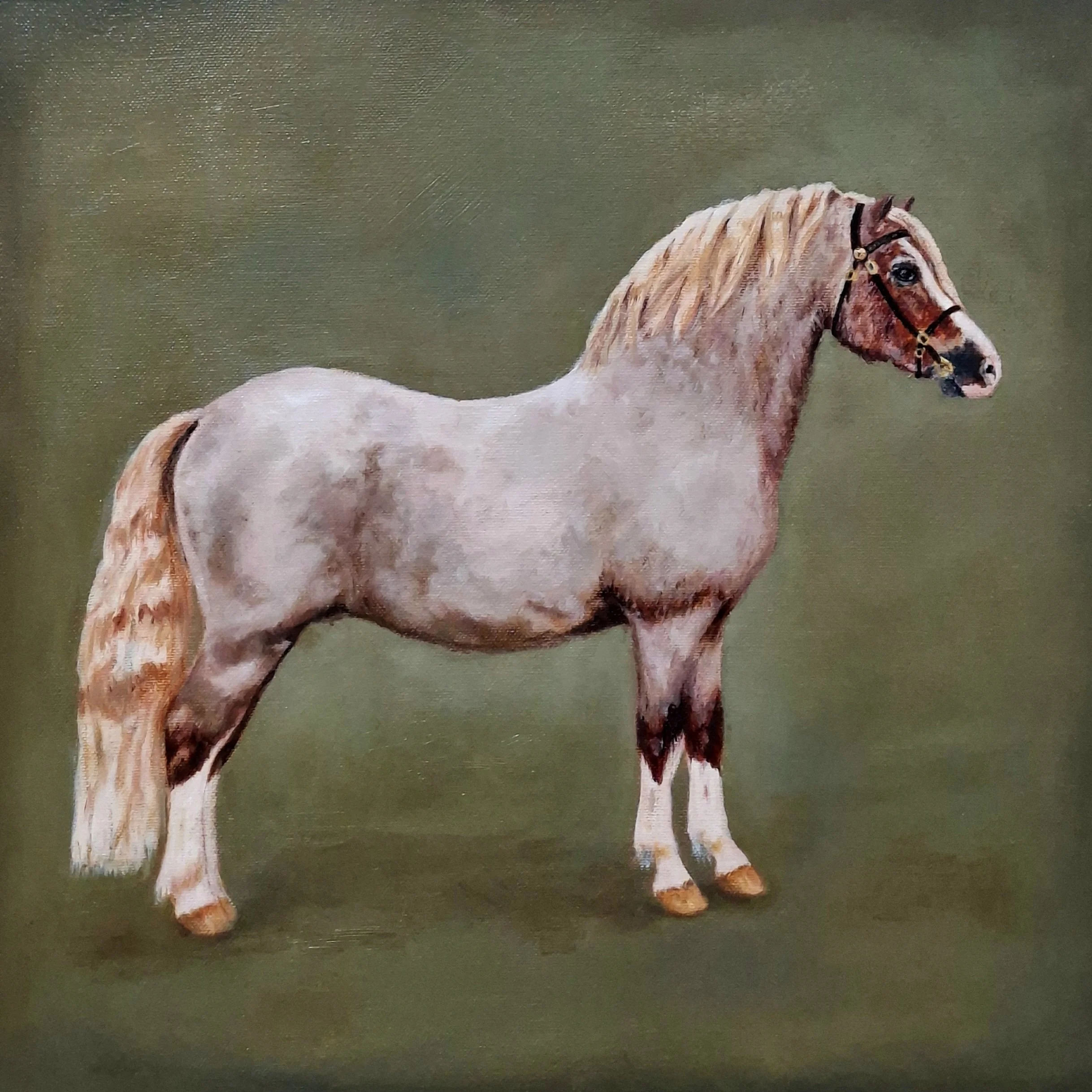 "Blackhill Picalo (1990 -2015)"
40 x 40 cm olieverf - te koop 
De legendarische Welsh Mountain hengst
referentie Lacy Stud, Wales