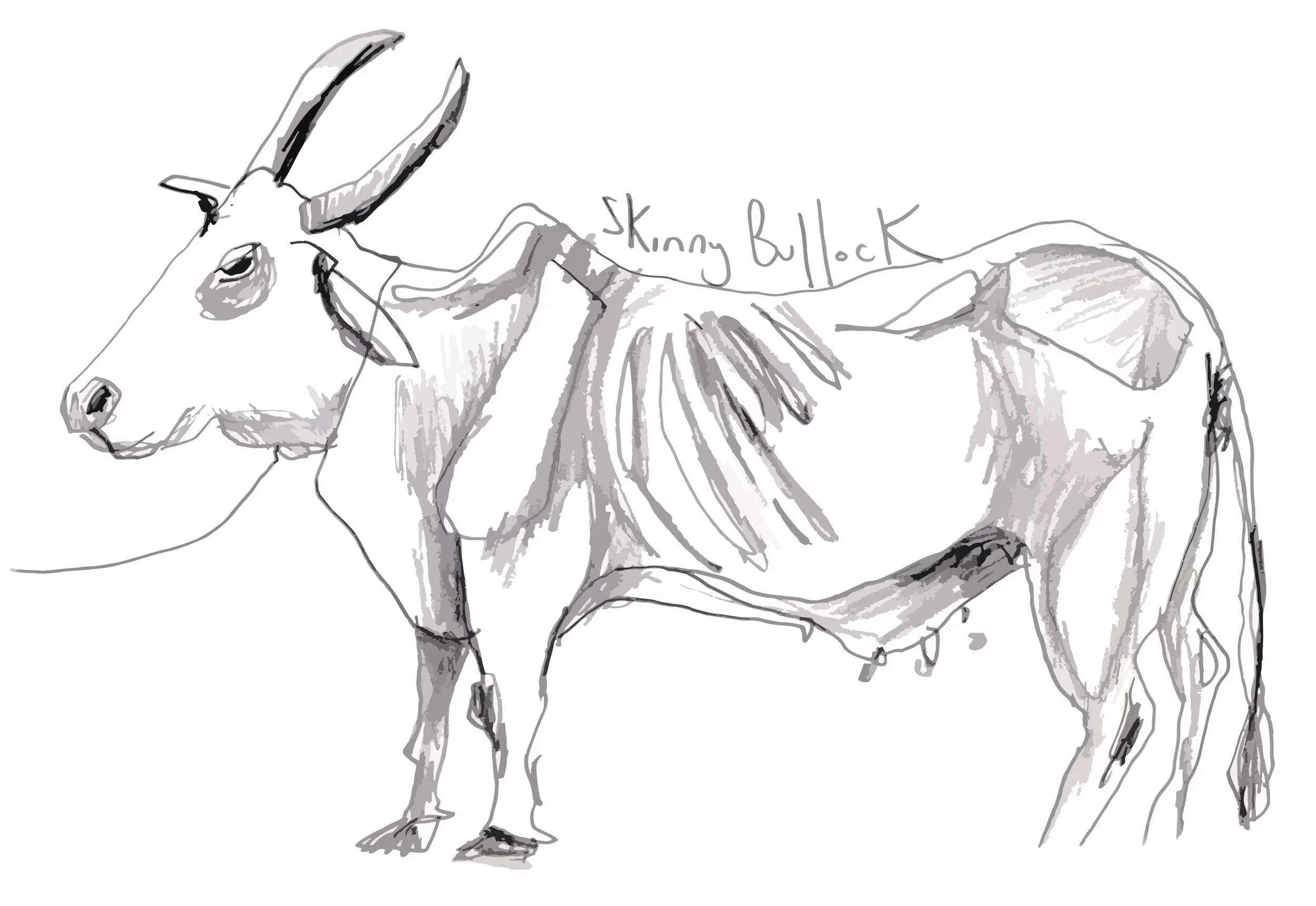 Skinny bullock V02.jpg