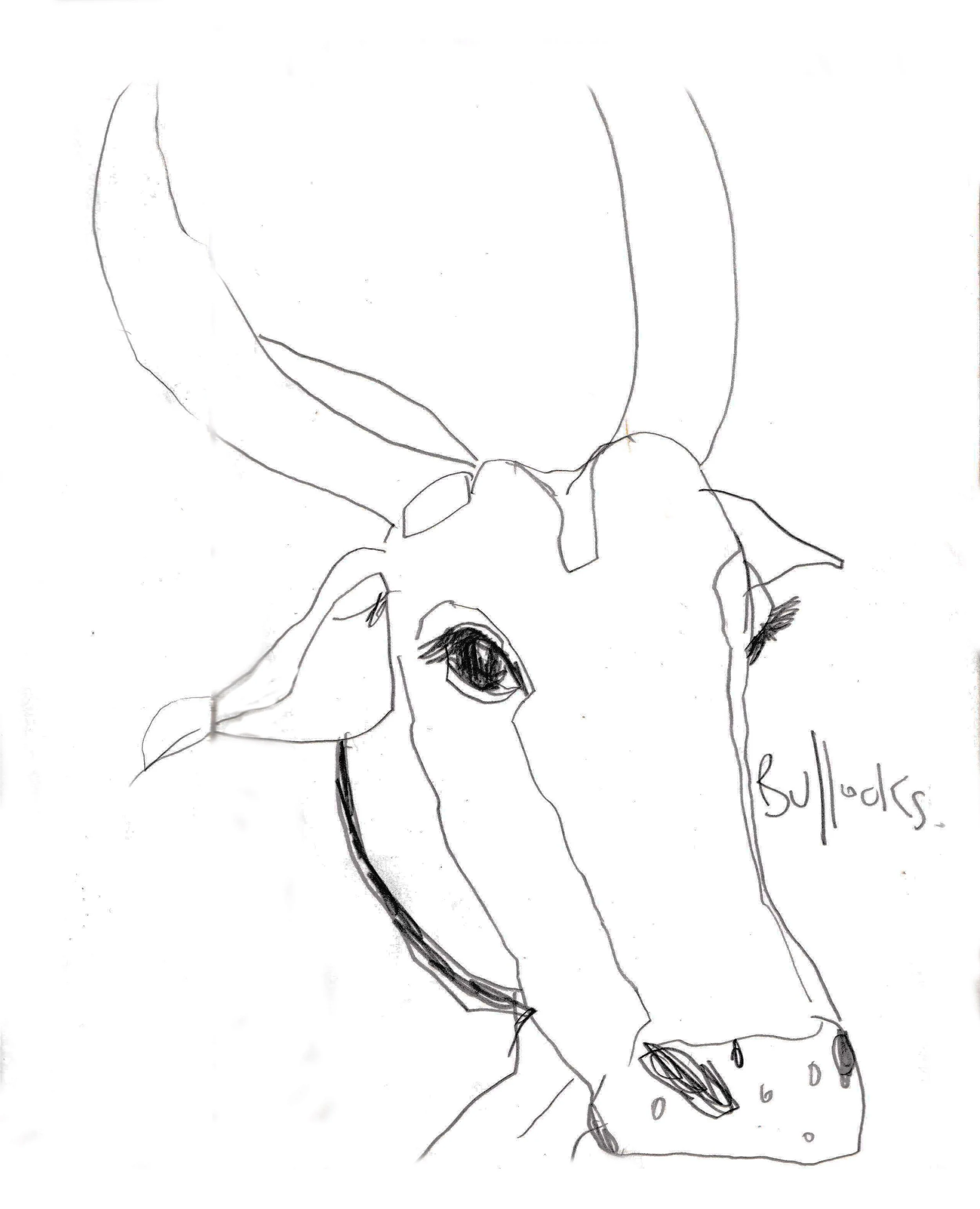 Bullocks.jpg