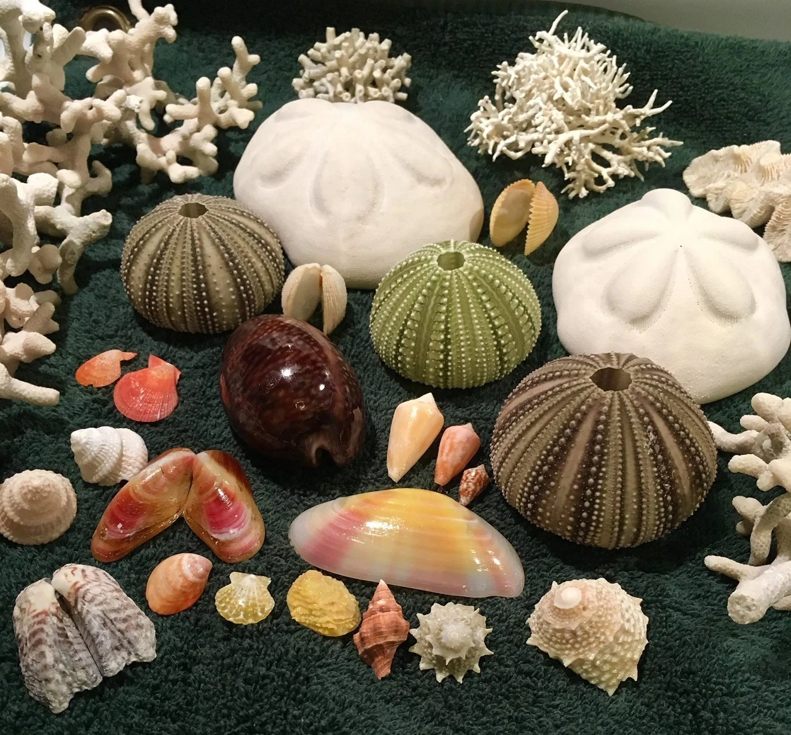 Shelling and Fishing Charters in the Florida Keys — Go to Shell | A ...