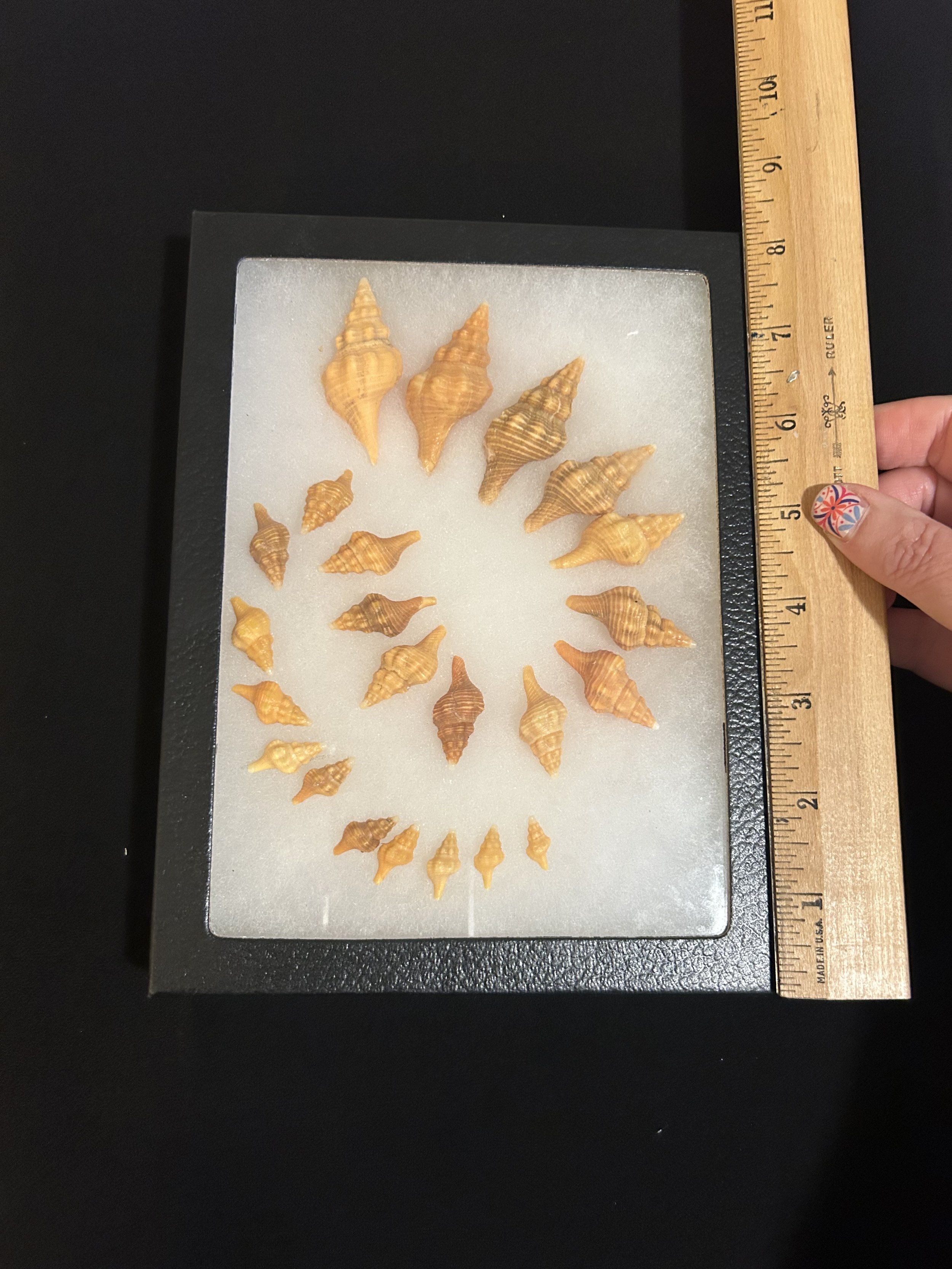 Seashells from Sanibel