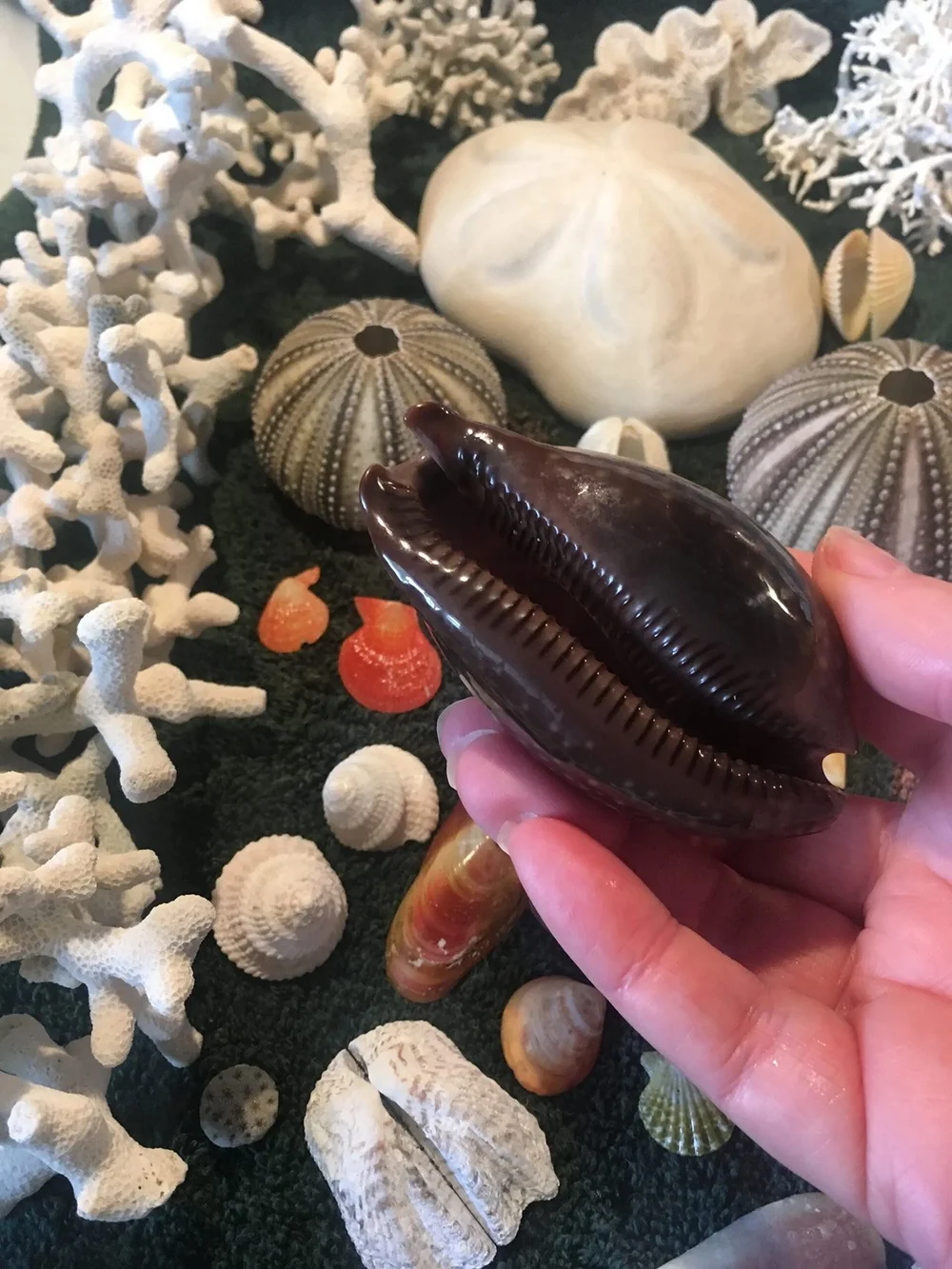Shells Fishing Shelling and Fishing Charters in the Florida Keys — Go to Shell | A ...
