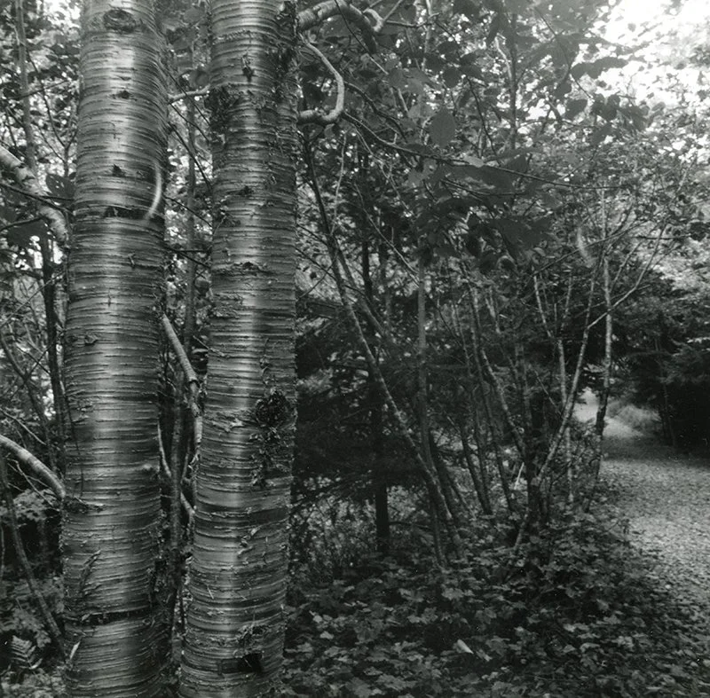 Fundy Silver Birch on Trail ONLINE.JPG