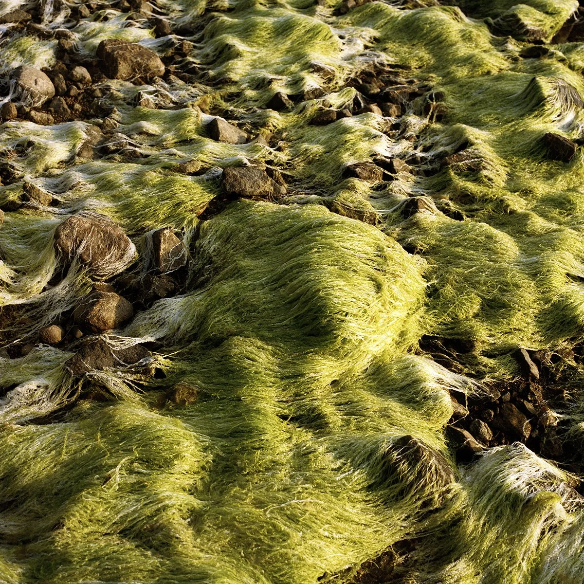 River Grass Closeup_72dpi.jpg