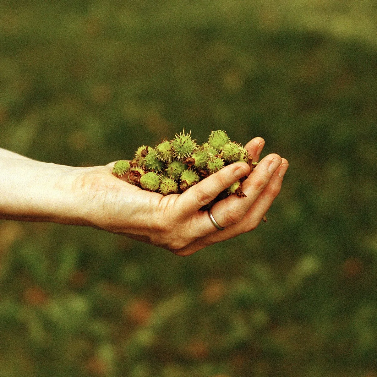 Chestnut Pips Lawn_72dpi.jpg