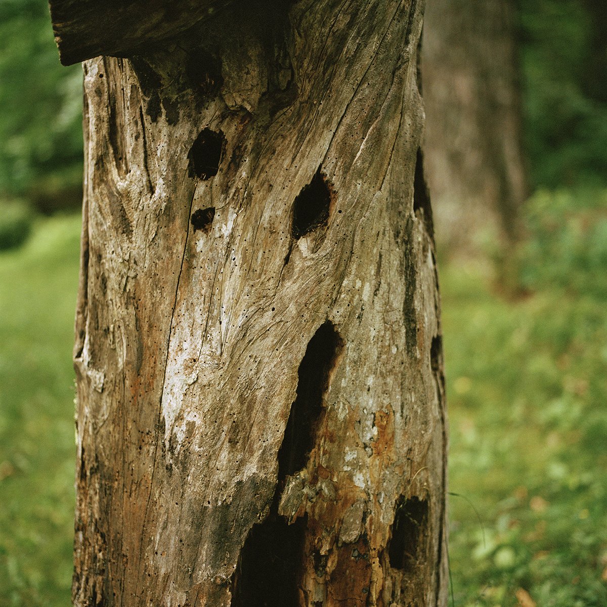 Rotted Stump_72dpi.jpg