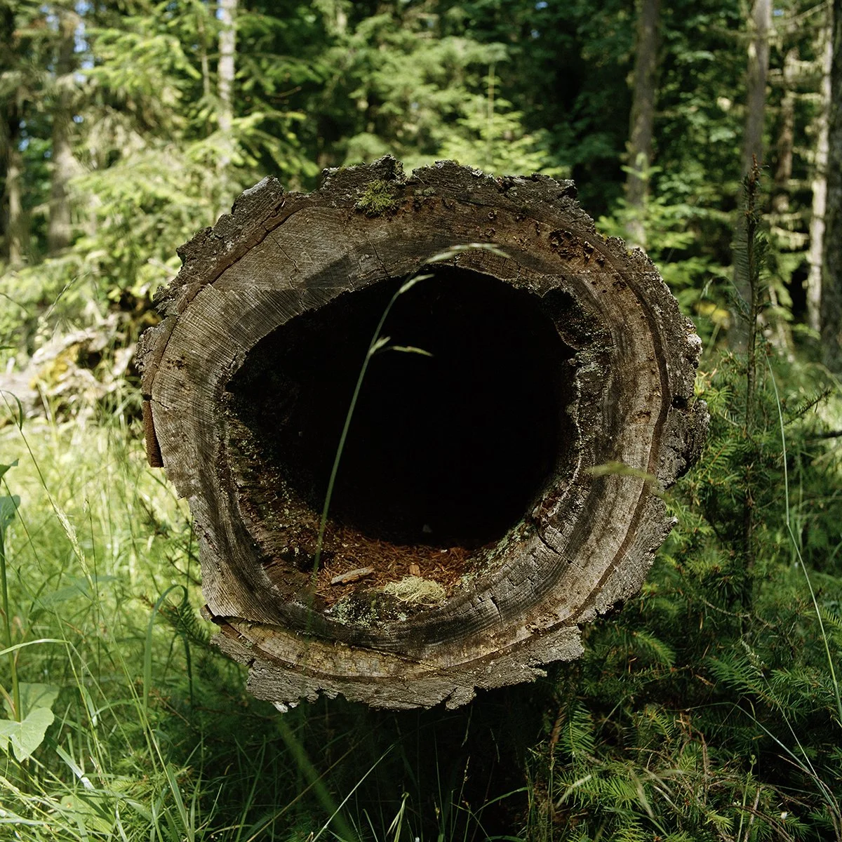 Hollow Log_72dpi.jpg