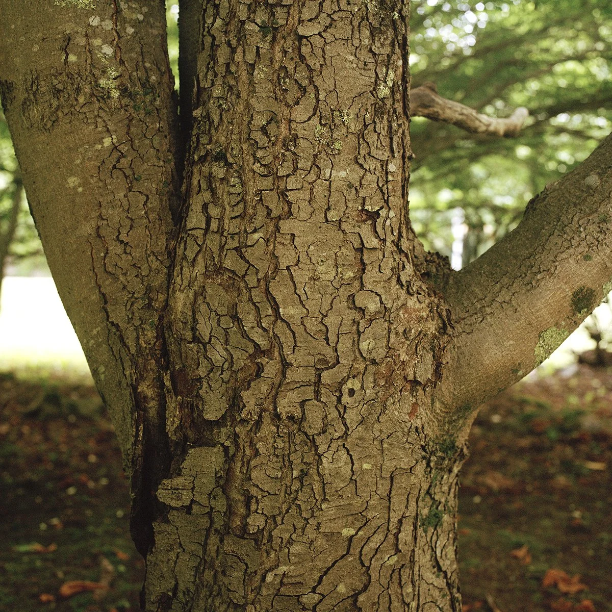 Chestnut Skin_72dpi.jpg