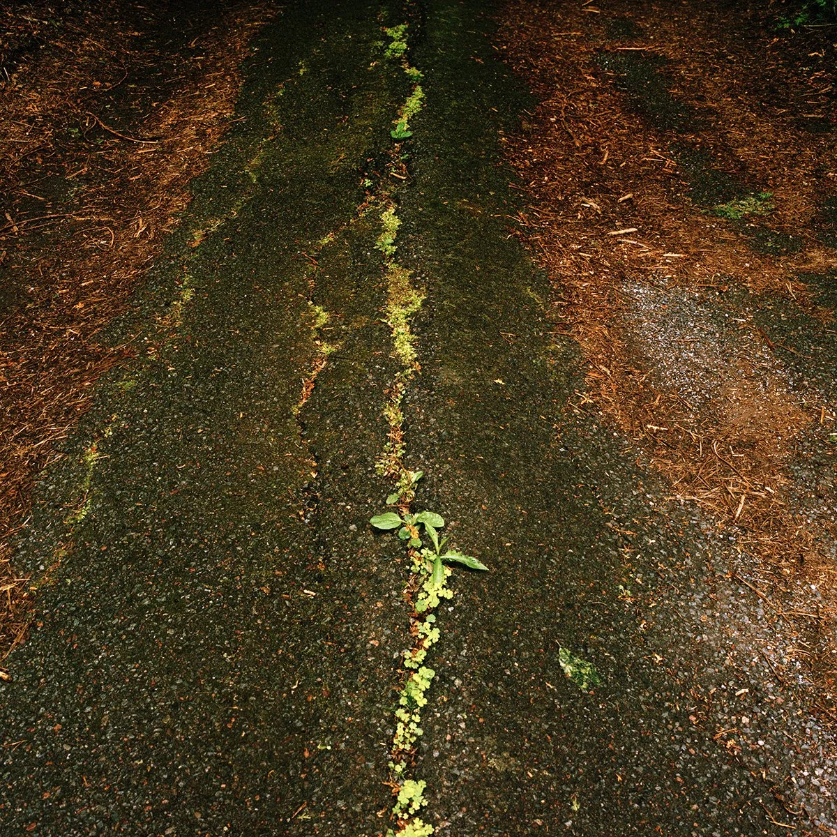 Driveway Crack_72dpi.jpg