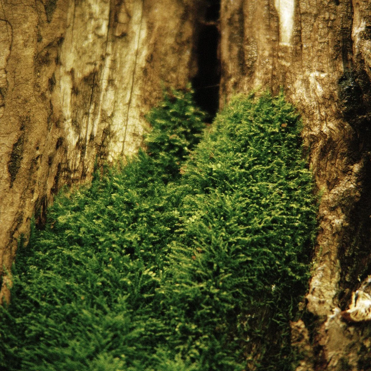 Tree Crack_72dpi.jpg