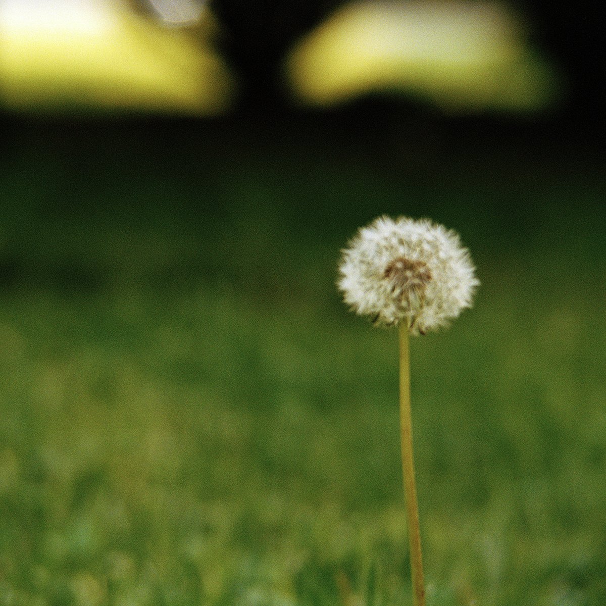 Dandylion Seed Head_72dpi.jpg