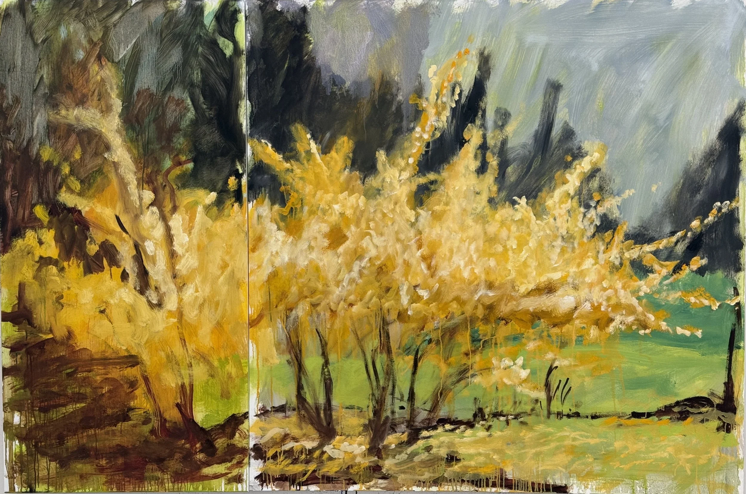 Forsythia" 2026  48" x72" oil on plywood