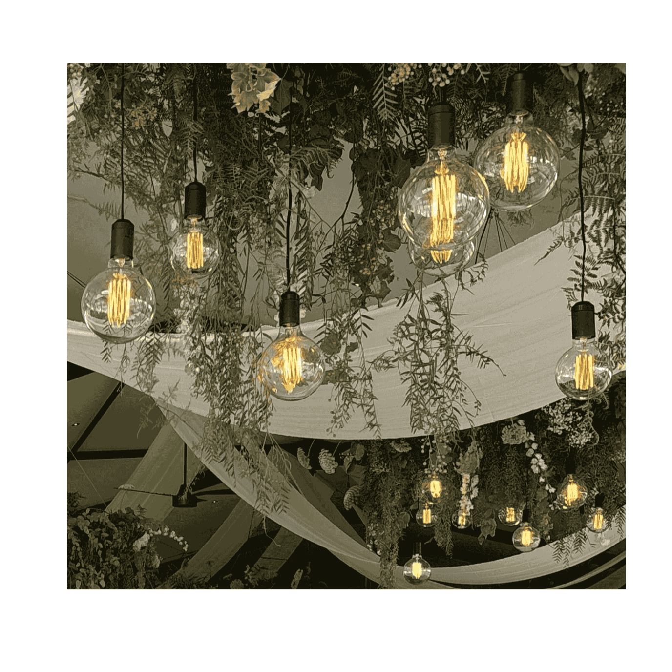 Naked light bulb variety for wedding and corporate event hire by Du Toit Events in Plettenberg Bay and the Garden Route. with white draping and greenery in ceiling.