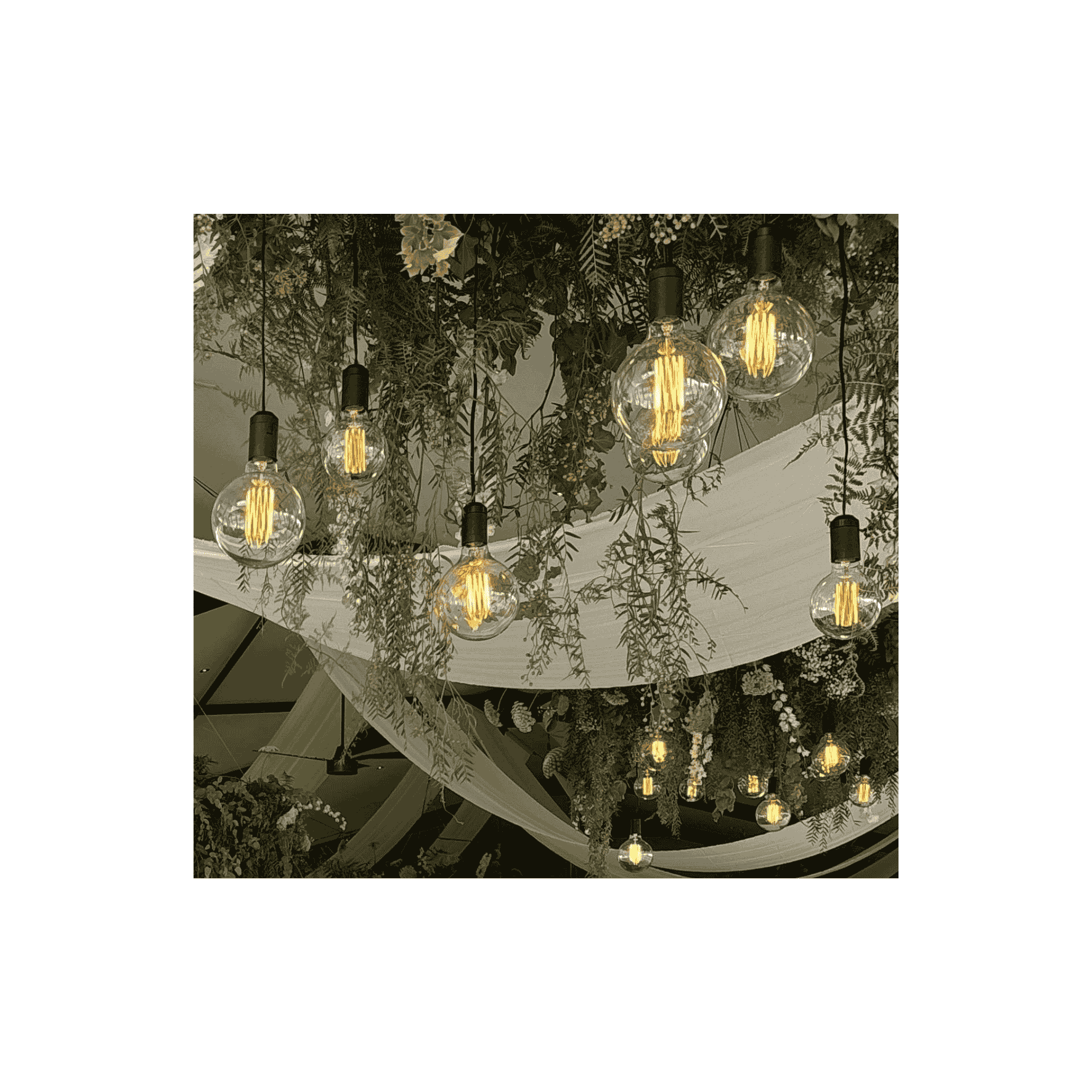 Naked Bulbs - Variety