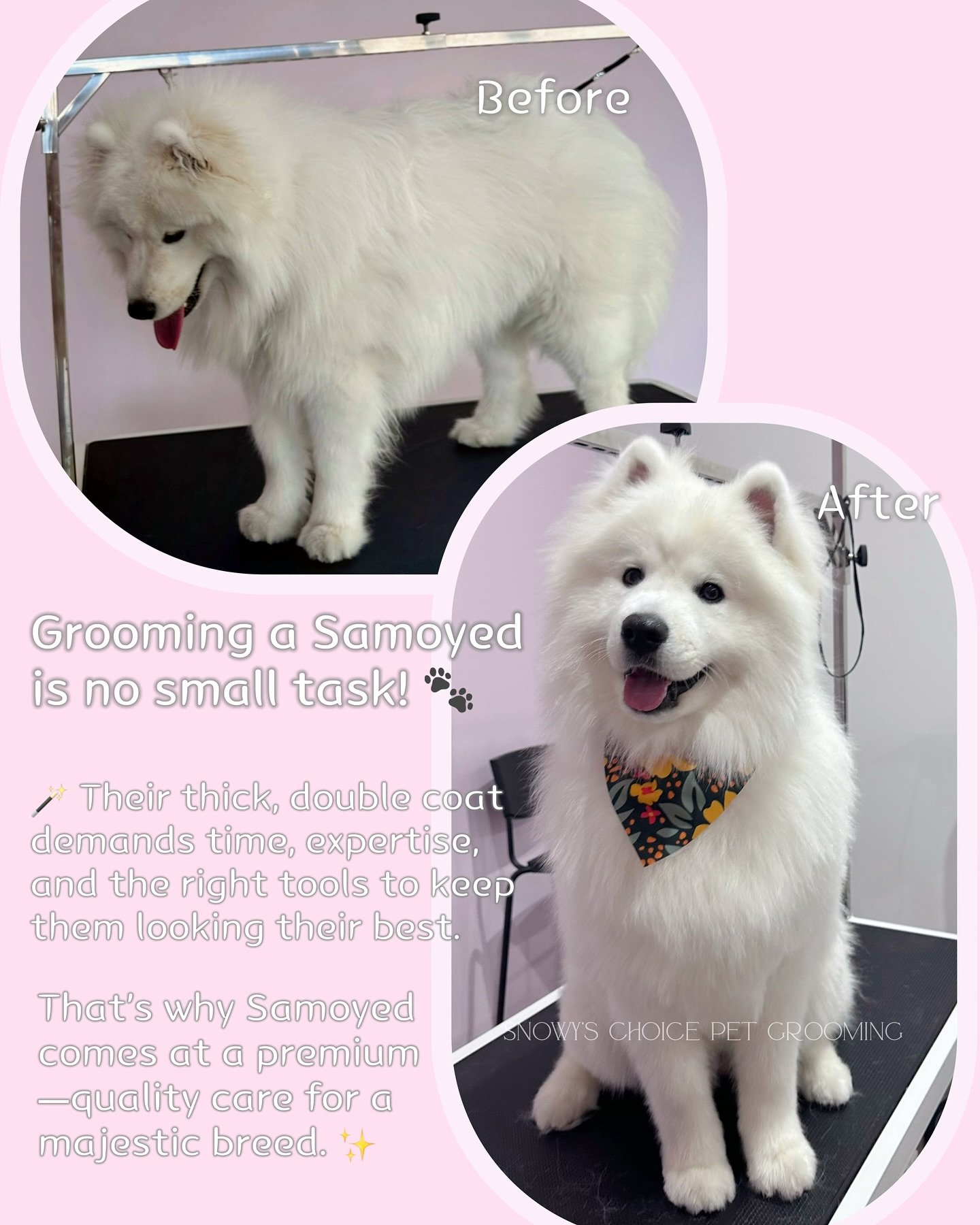 🍨 Meet ice cream the Samoyed!

✨Samoyed&rsquo;s stunning, thick double coat demands serious commitment. Regular grooming isn&rsquo;t just a luxury; it&rsquo;s a necessity to keep them looking their best and to avoid matting, discomfort, health issue