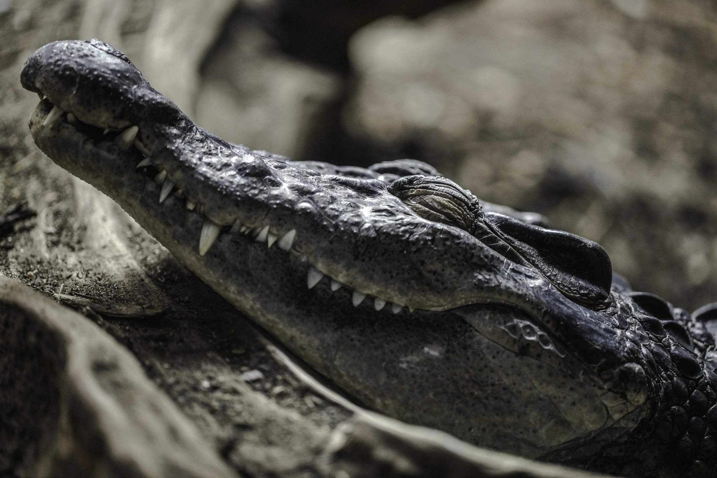 ZSL-LZ-Phillipine Crocodile-AF-10.jpg