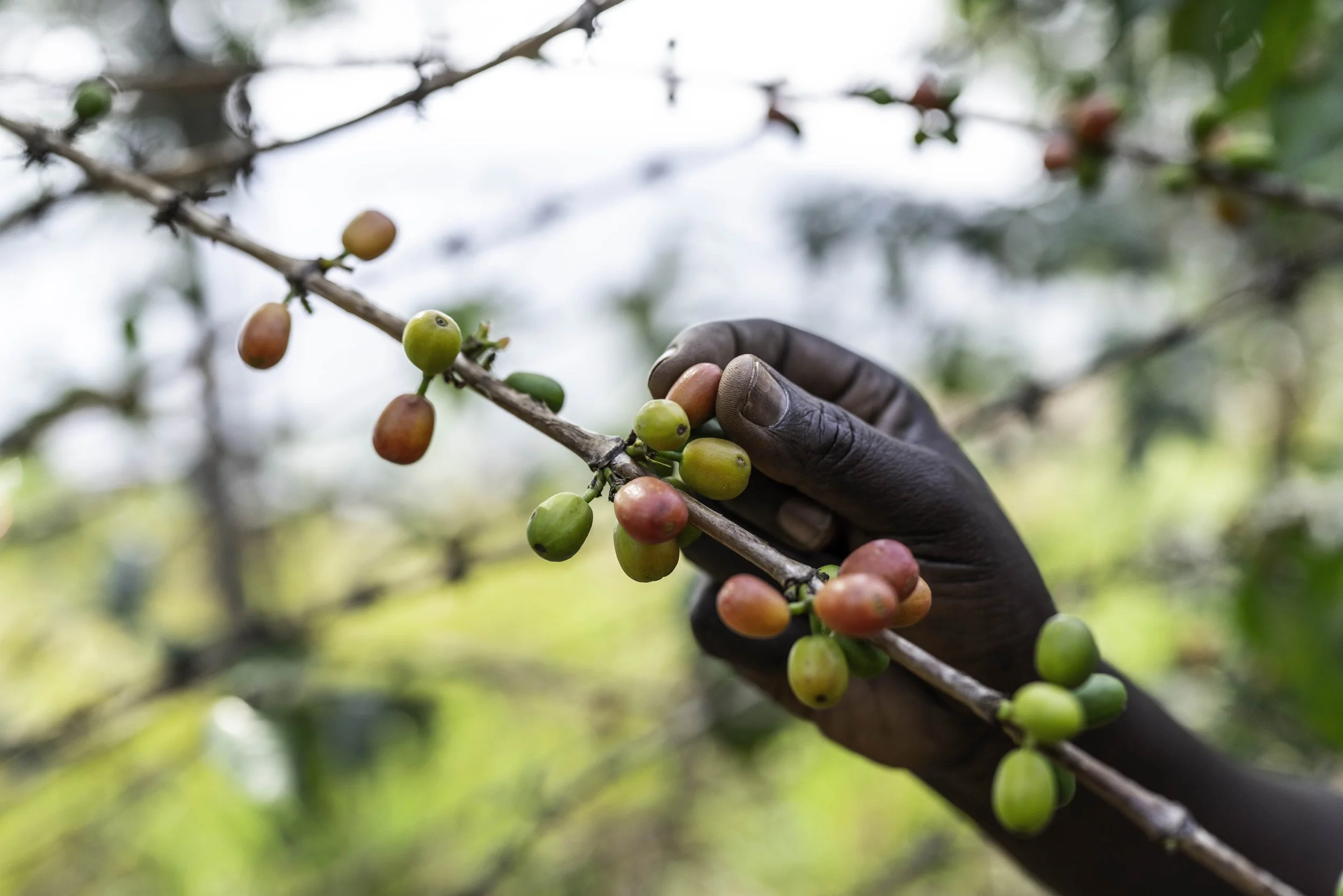 220816-Root_Capital-Coffee_Beans-Maraba_Huye-Rwanda-©Adam_Finch_AFF9231.jpg