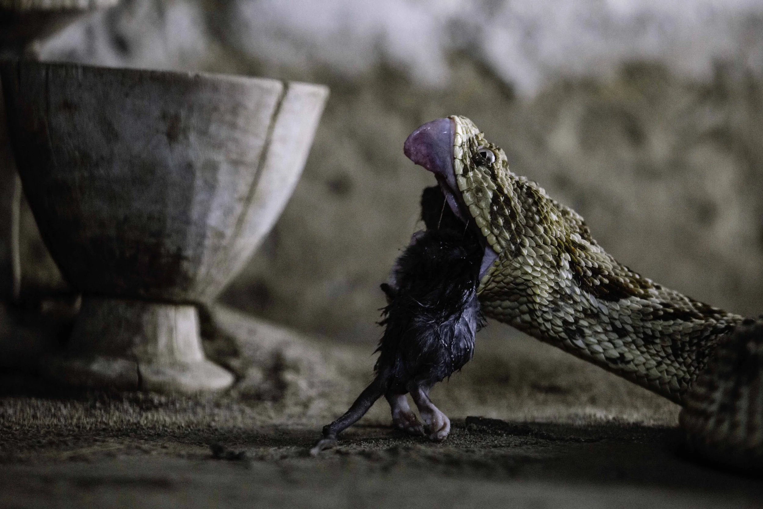 ZSL-LZ-Puff Adder-AF (123).jpg