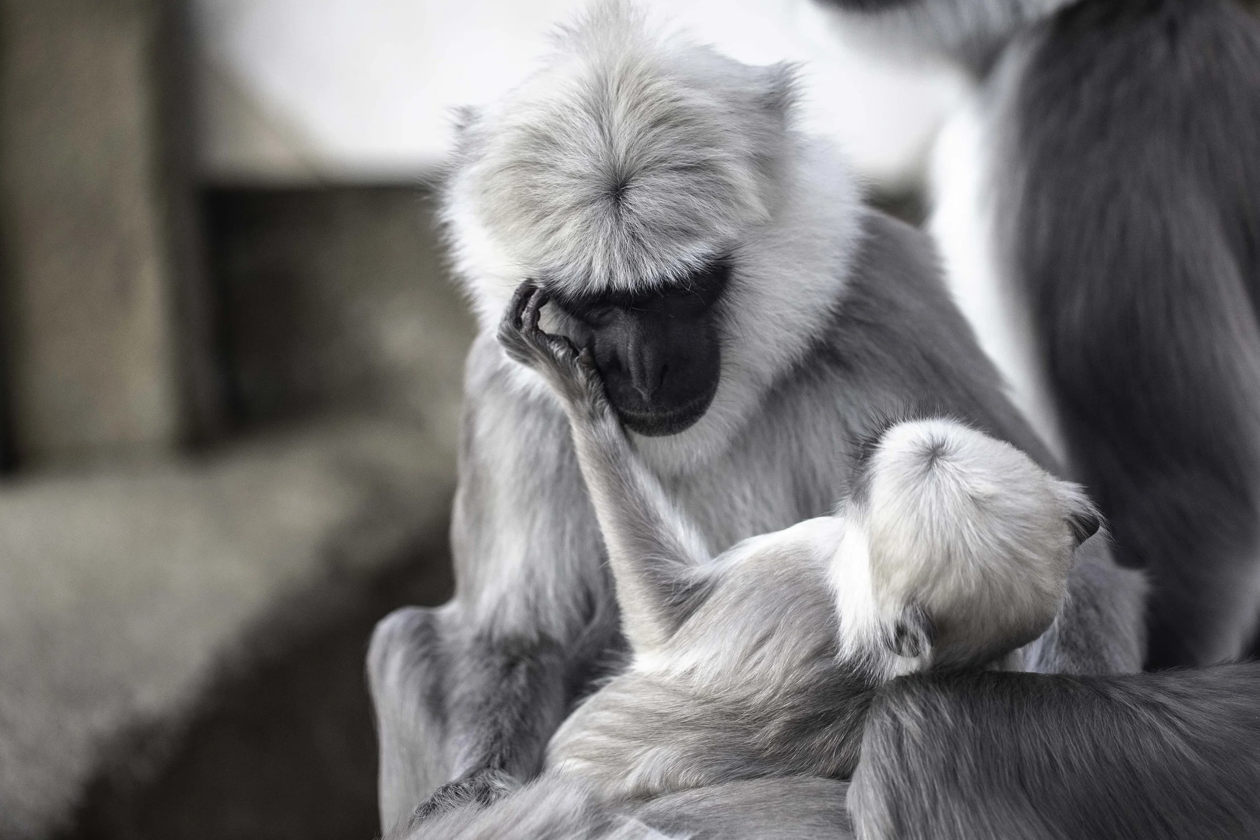 ZSL-LZ-Hanuman Langur-AF (50).jpg