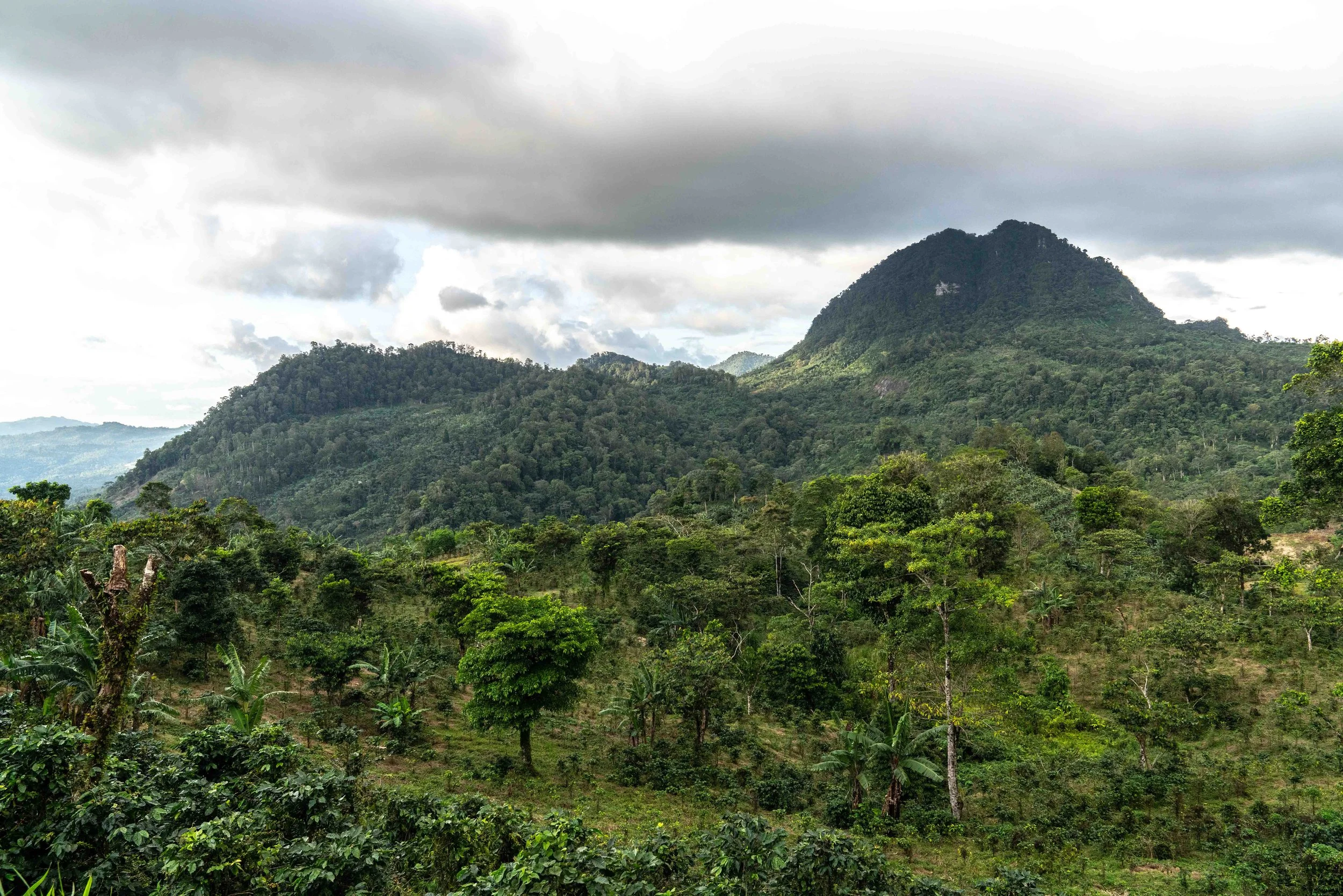 191110-Christian_Aid-Coffee_Plantation-Jinotega_El Cua-Nicaragua-©Adam_Finch_5.jpg