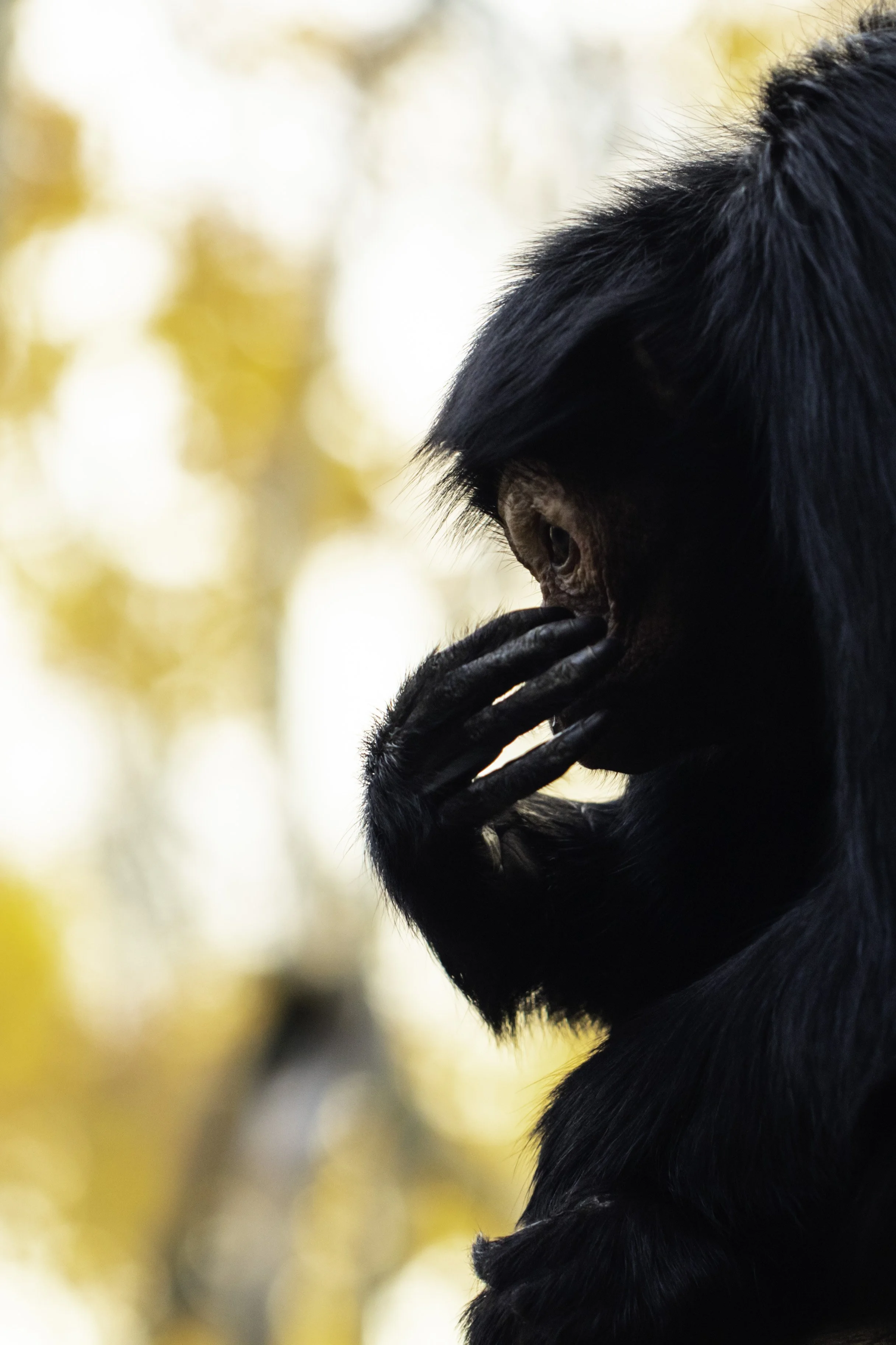 ZSL-LZ-Red Faced Spider Monkey-1.jpg