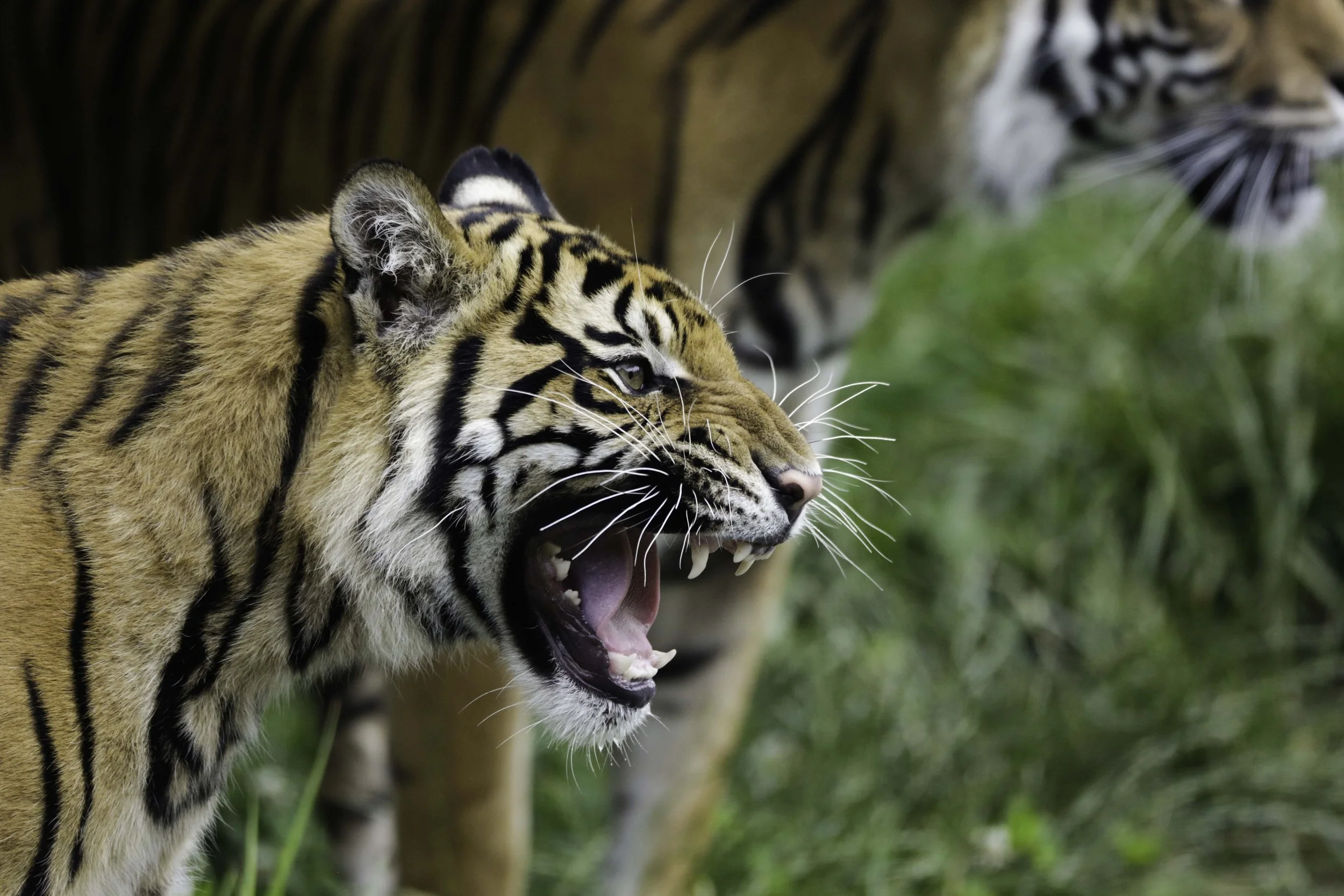 ZSL-London-Tigers (202).jpg