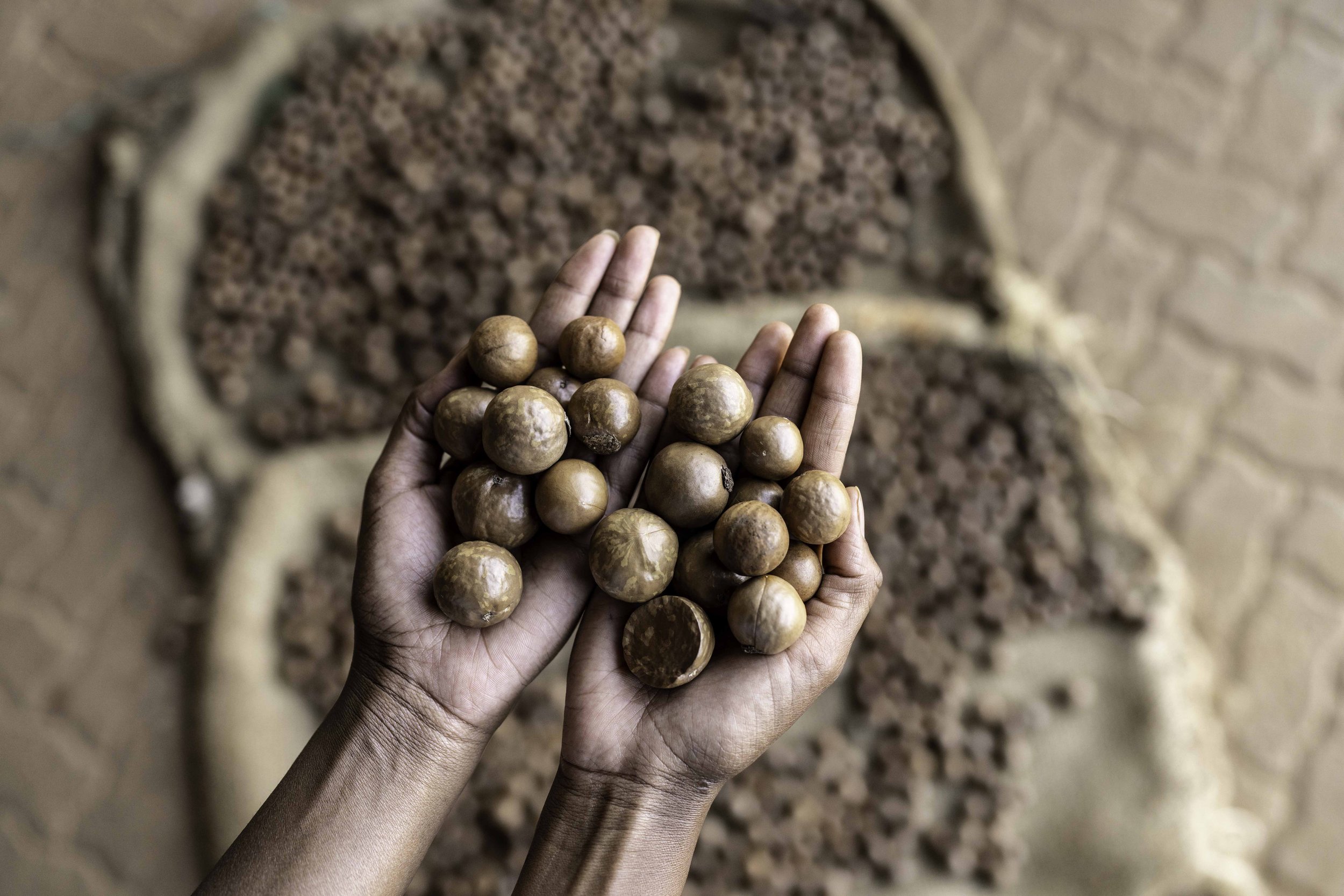 240220-Root_Capital-Climate_Resilience-Macadamia_Nuts-Sagana_Nuts-Embu_County-Kenya-©Adam_Finch_AFF2382.jpg