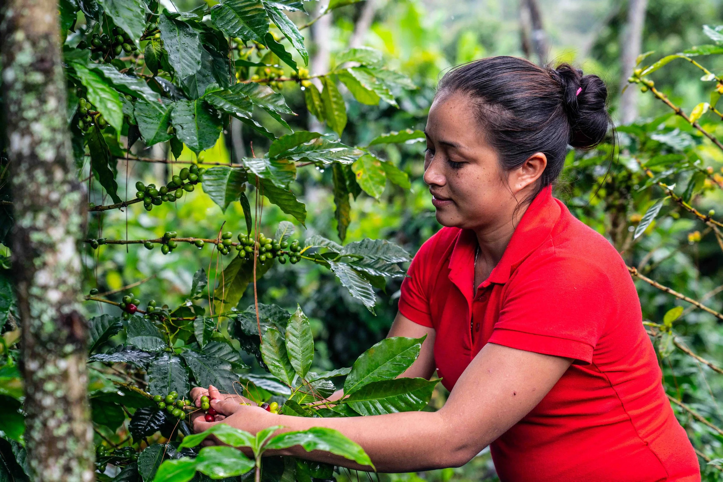 191109-Christian_Aid-Meyling_Gonzalez-Jinotega_El Cua-Nicaragua-©Adam_Finch_52.jpg