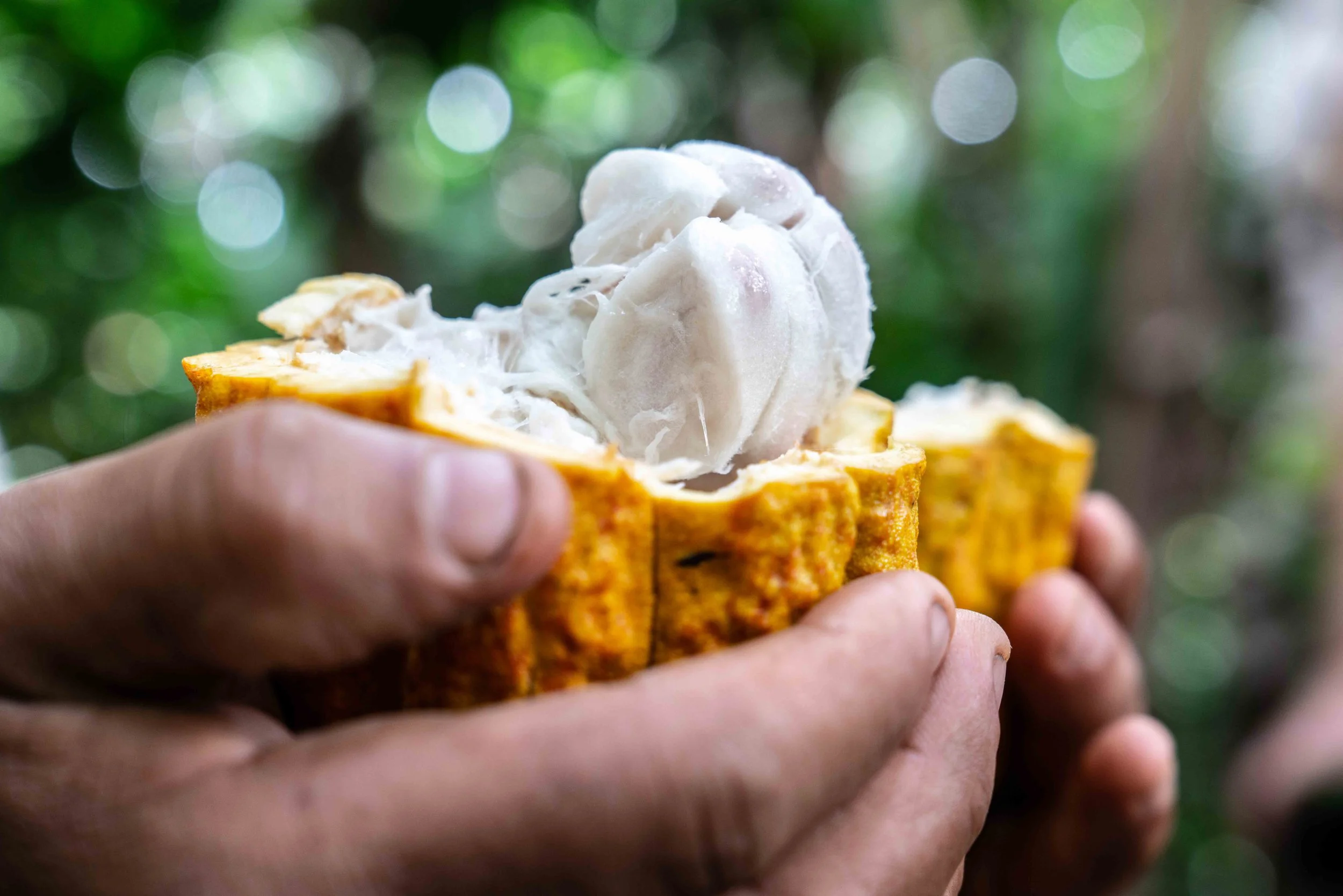 191107-Christian_Aid-Cocoa_Beans-Jinotega_El Cua-Nicaragua-©Adam_Finch_3.jpg