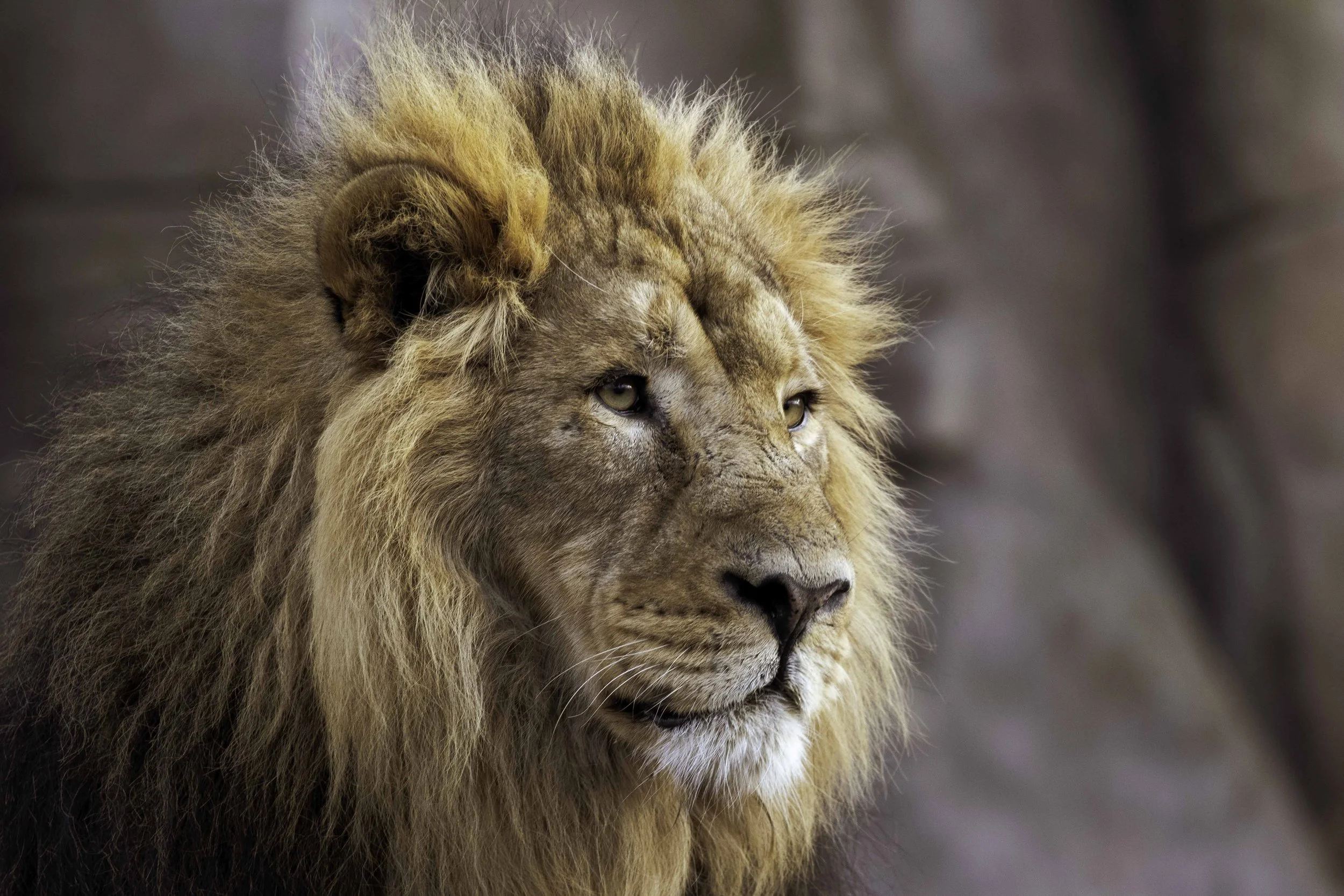 ZSL-LZ-Asiatic Lion-Bhanu-12.jpg