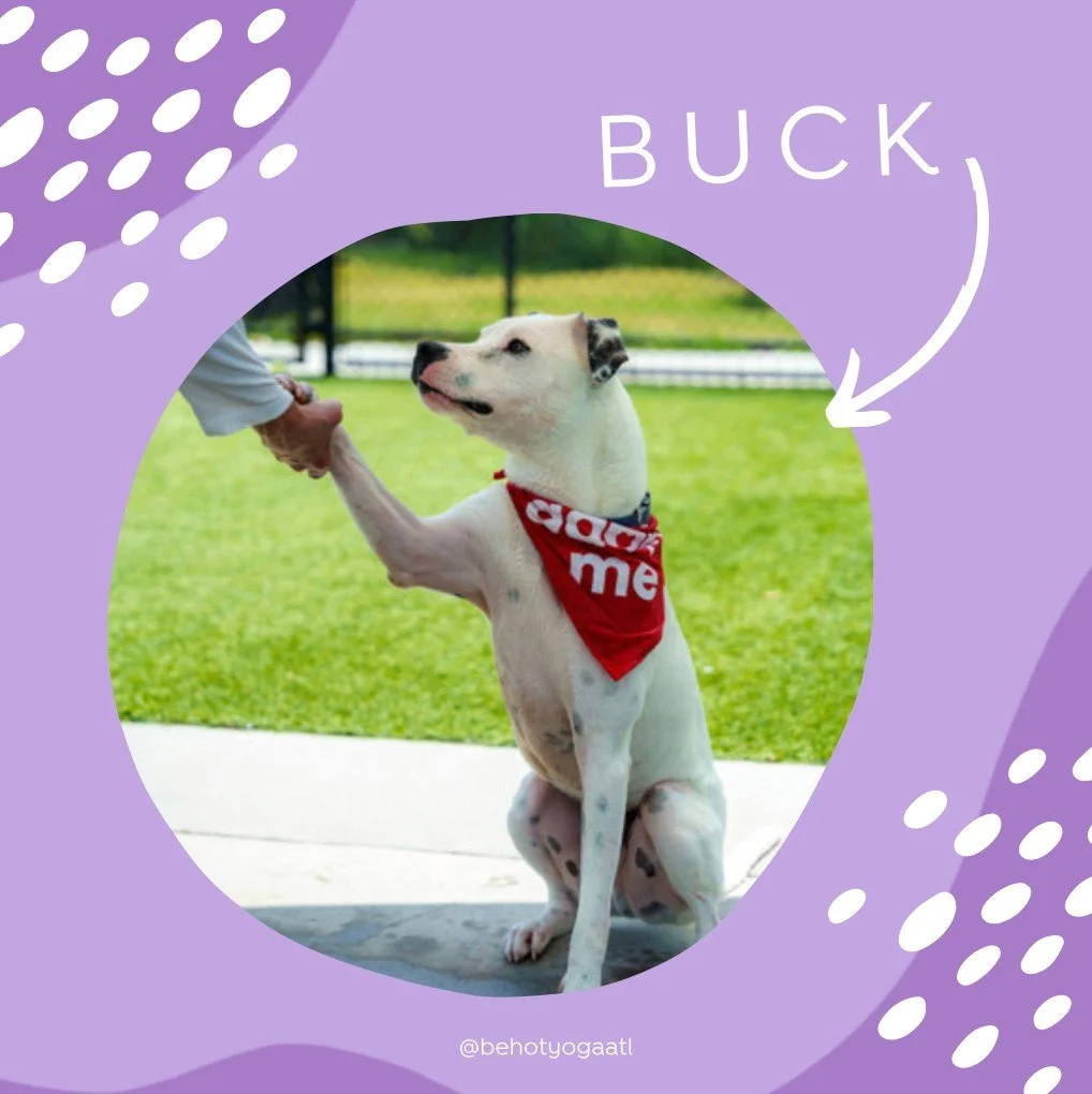 Meet our pet of the week, Buck! 🐶⁠
⁠
I'm a big ol' puppy at heart! I've got that classic goofy energy, a love for belly rubs that borders on obsession, and a personality that's equal parts sweet and silly. ⁠
⁠
I recently went on a Dog Day Adventure,