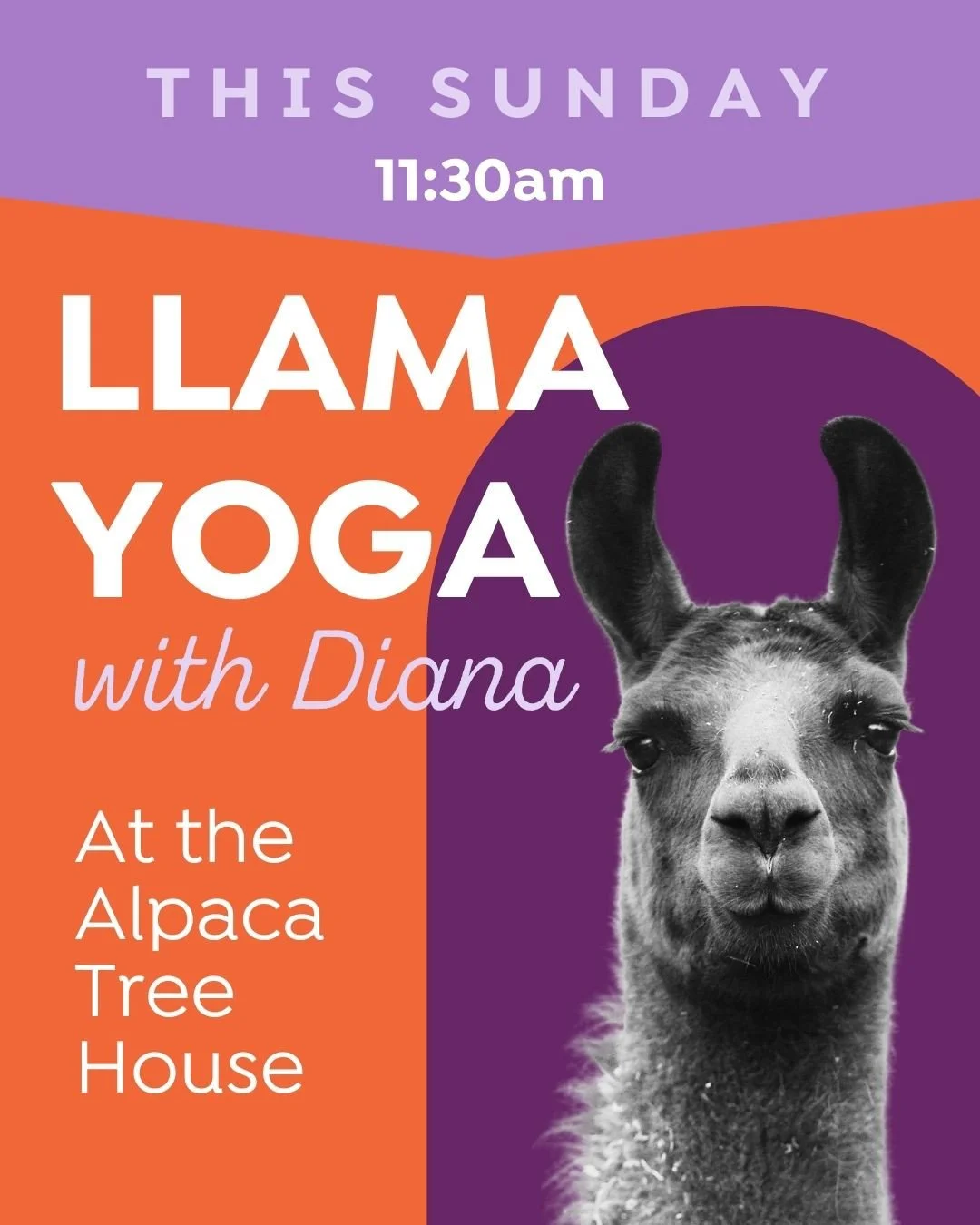 This weekend! Join Diana at the @alapacatreehouse THIS SUNDAY for Llama Yoga. This is such a special and unique experience--you do not want to miss it!  You can sign up using the link in our bio or use this link to book your spot: https://www.alpacat