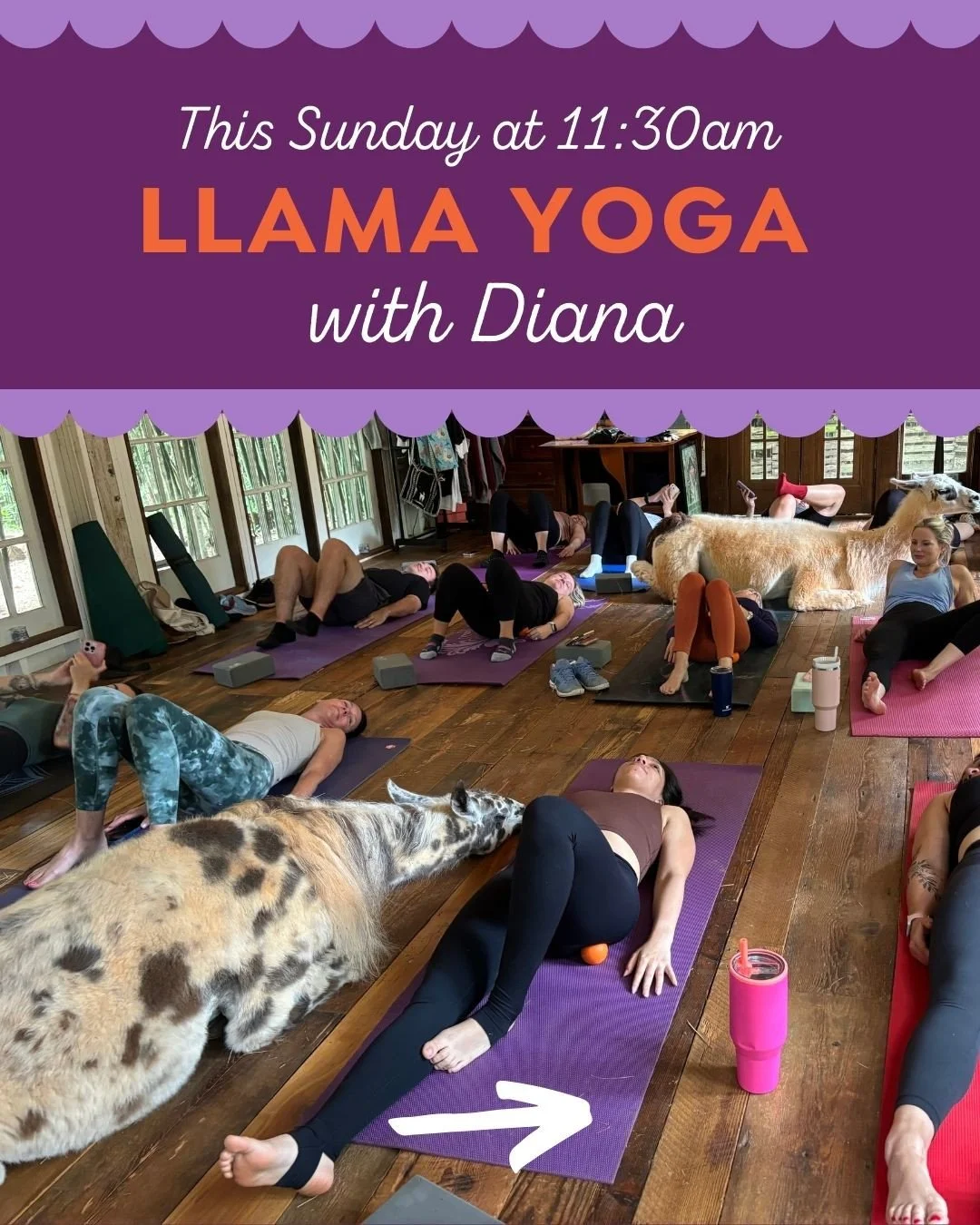 This Sunday! Join Diana at @alpacatreehouse for an unforgettable and truly magical experience practicing yoga with the Llamas and Alpacas 🦙🧘🏽&zwj;♀️💜⁠
⁠
#yoga #bikramyoga #bikramyogaatlanta #hotyogaatlanta #hotyoga #behotbehappy #meditation #mind