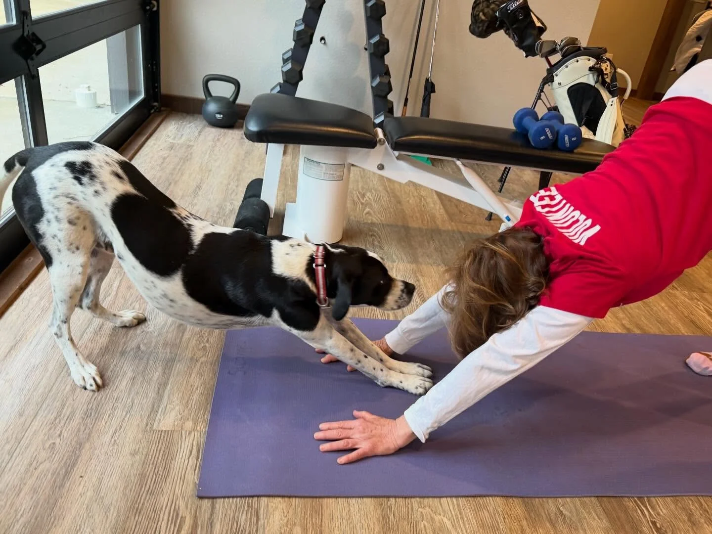 The master being trained by the master. 😂 🐶Do you practice at home? If so, do your four-legged ever join in? Send us a pic and we&rsquo;ll share it here!