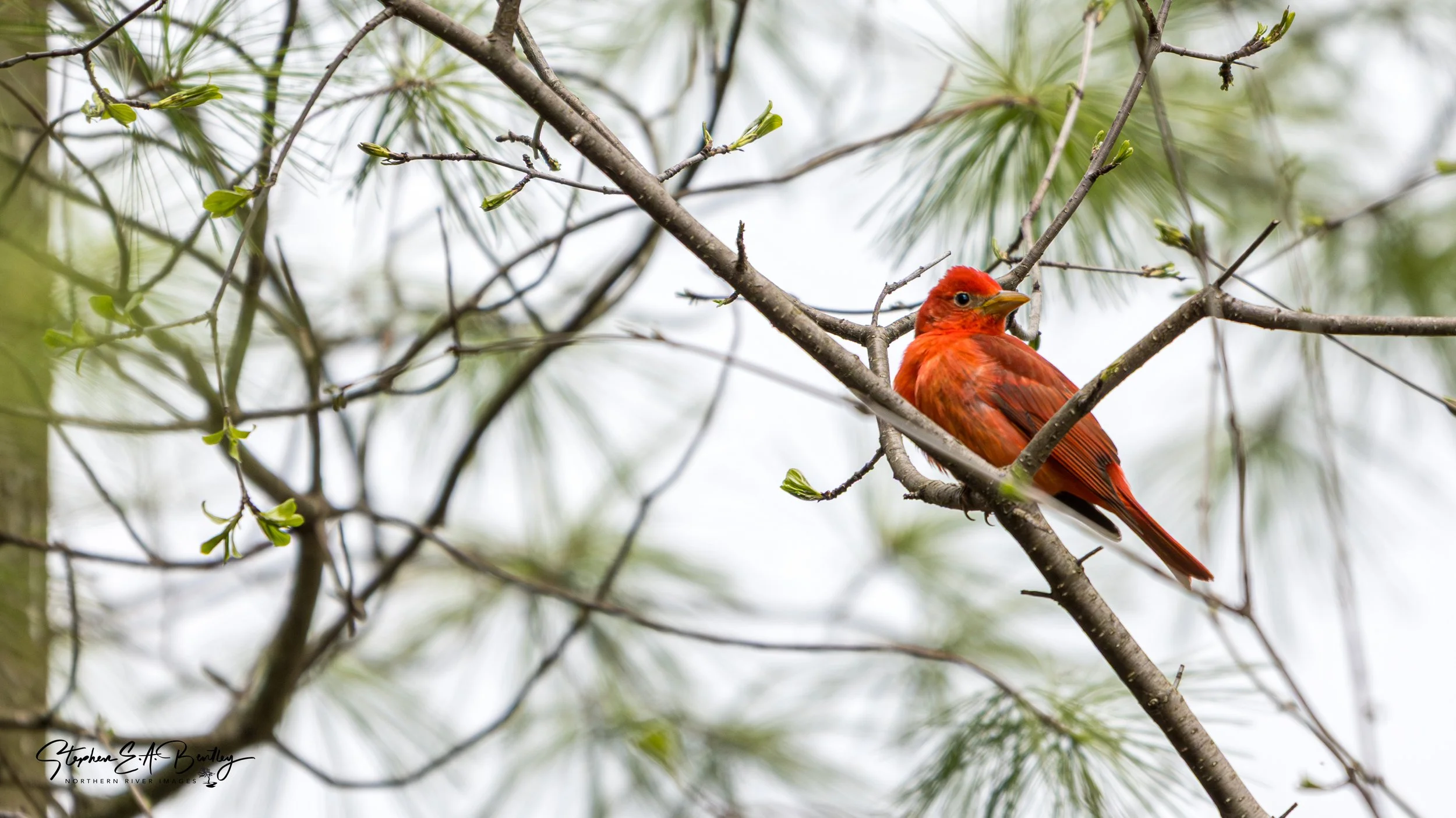 Summer Tanager