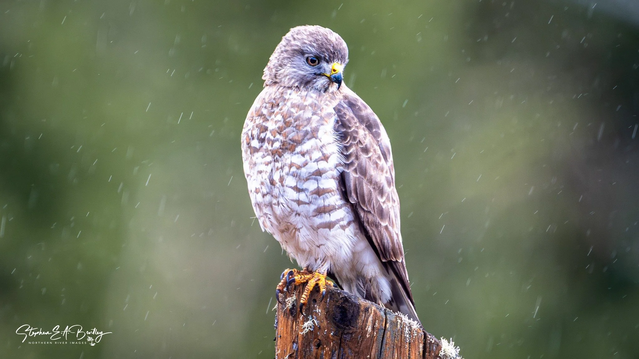 Broad-winged Hawk
