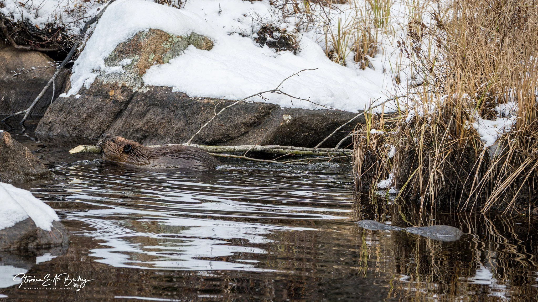 North American Beaver