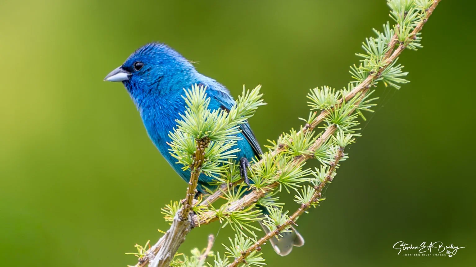Indigo Bunting