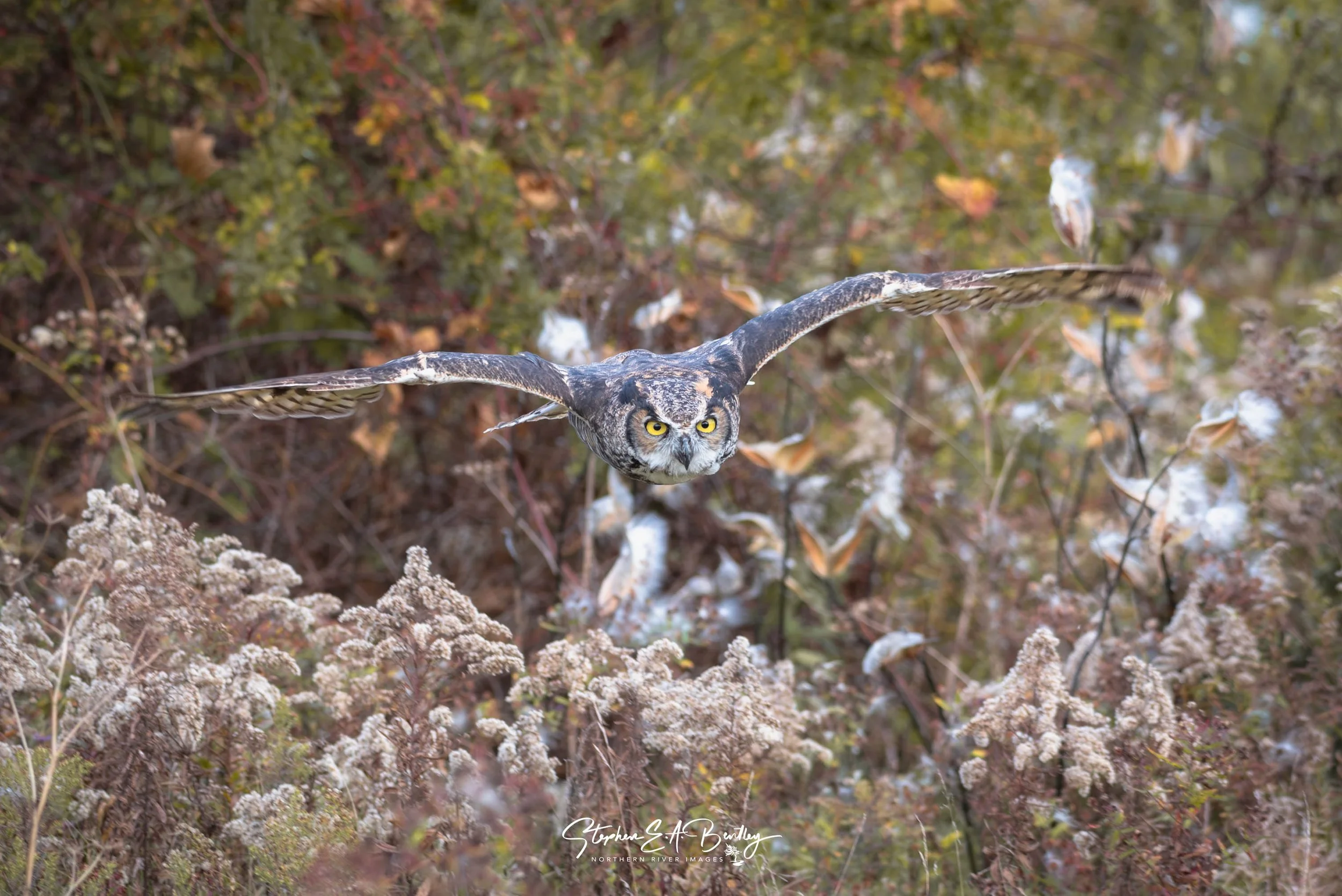 Predators of the Fields